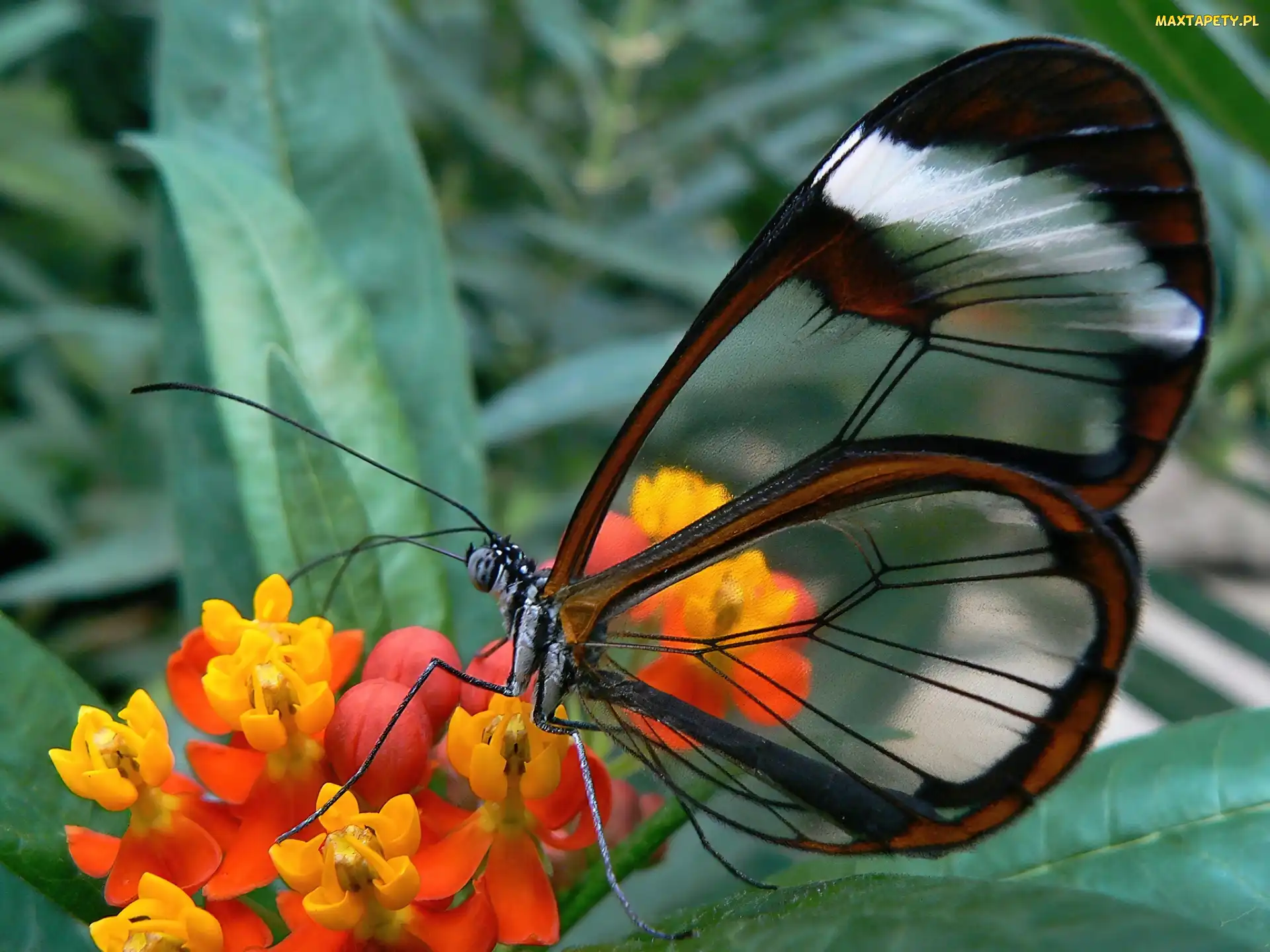 Skrzydła, Przeźroczyste, Motyl, Glasswing