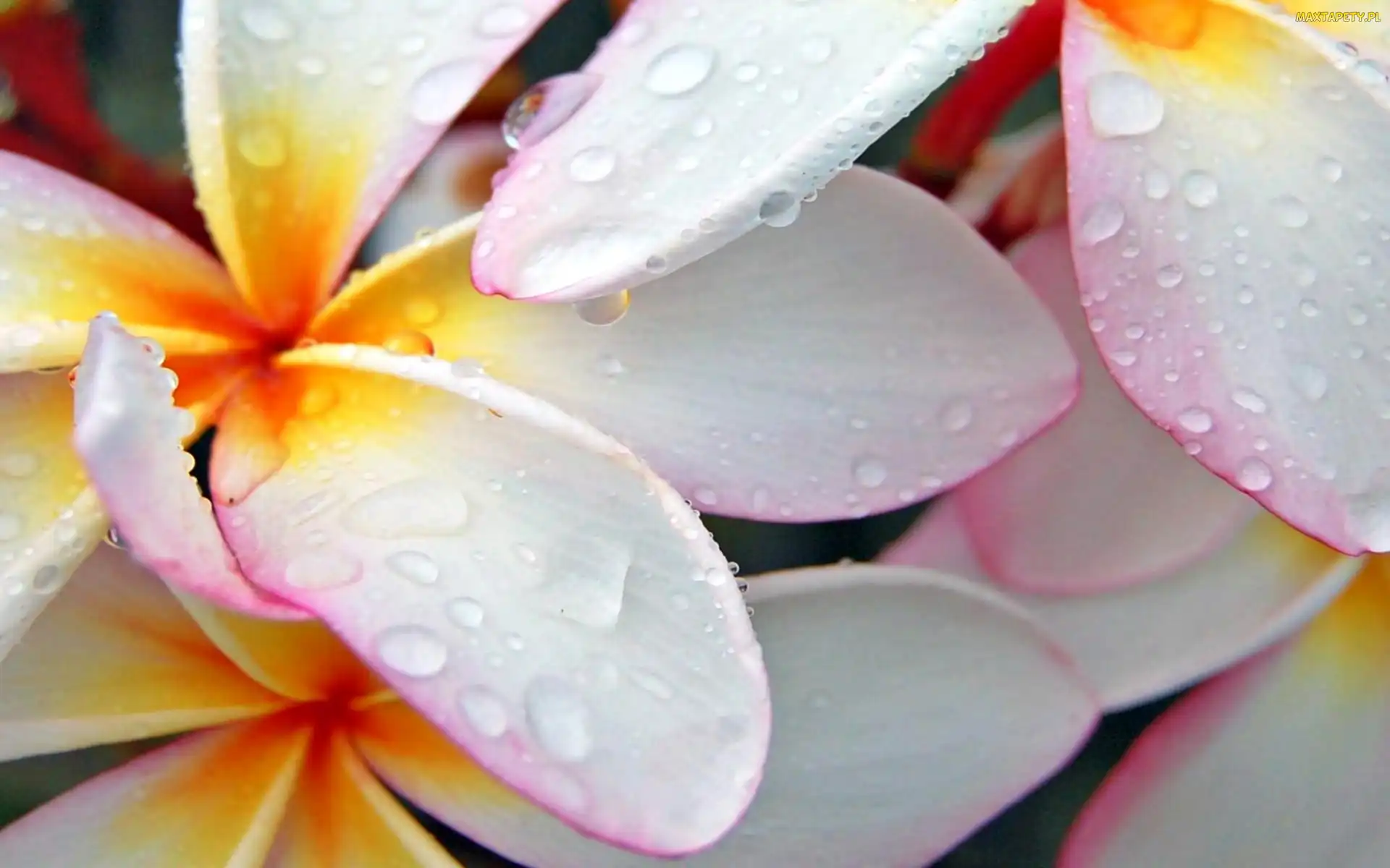 Krople, Wody, Plumeria