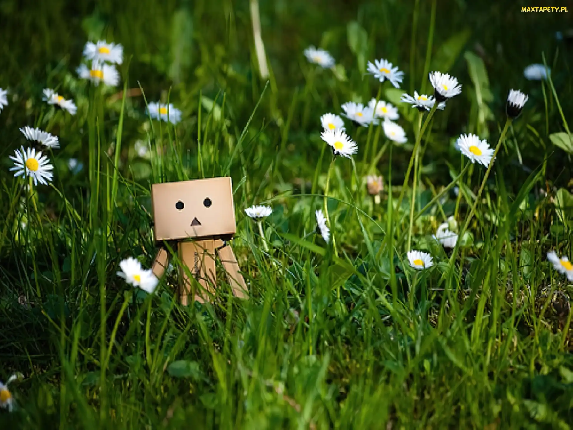 Trawa, Stokrotki, Danbo