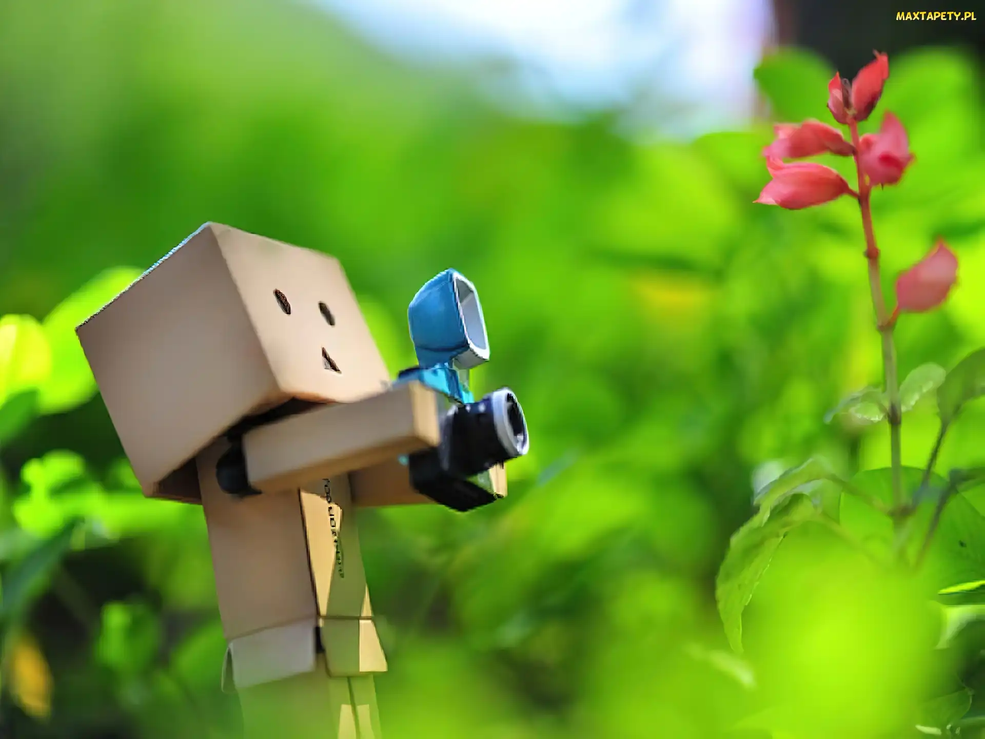 Danbo, Fotograf
