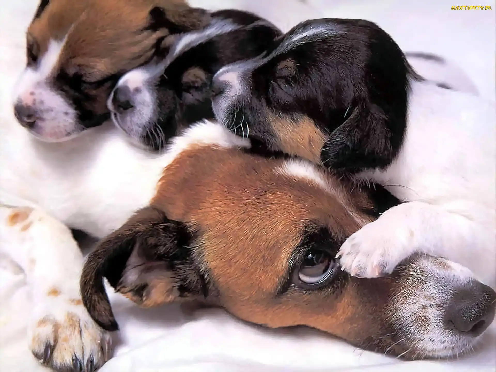 Psia, Beagle, Szczeniaki, Mama