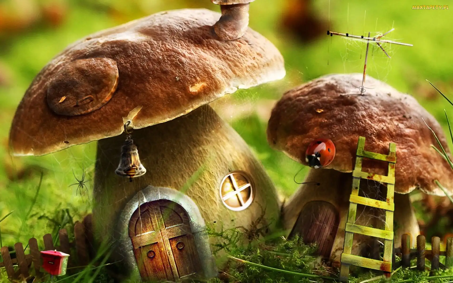 Domki, Biedronka, Grzybki