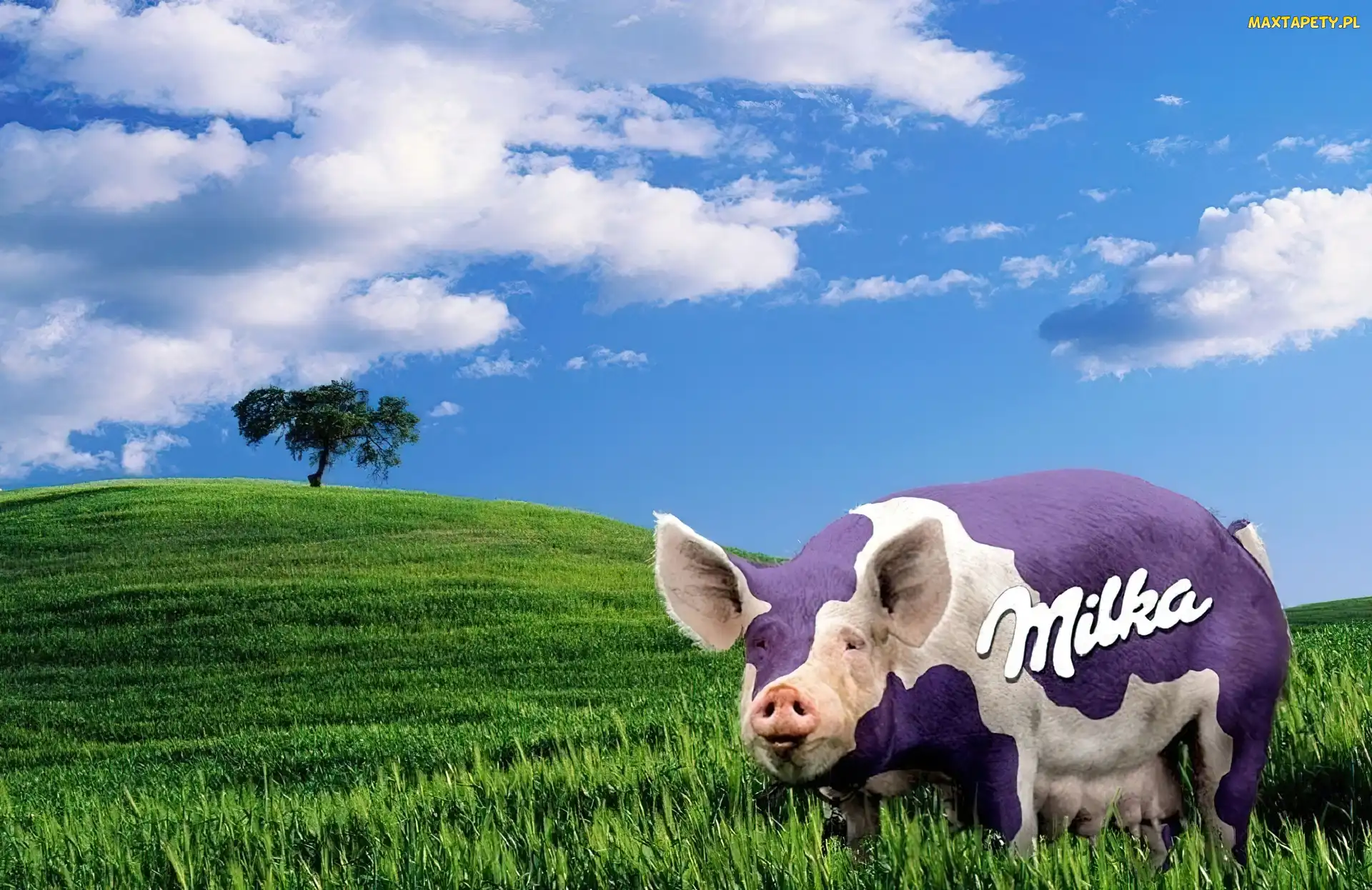 Świnka, Milka, Łąka
