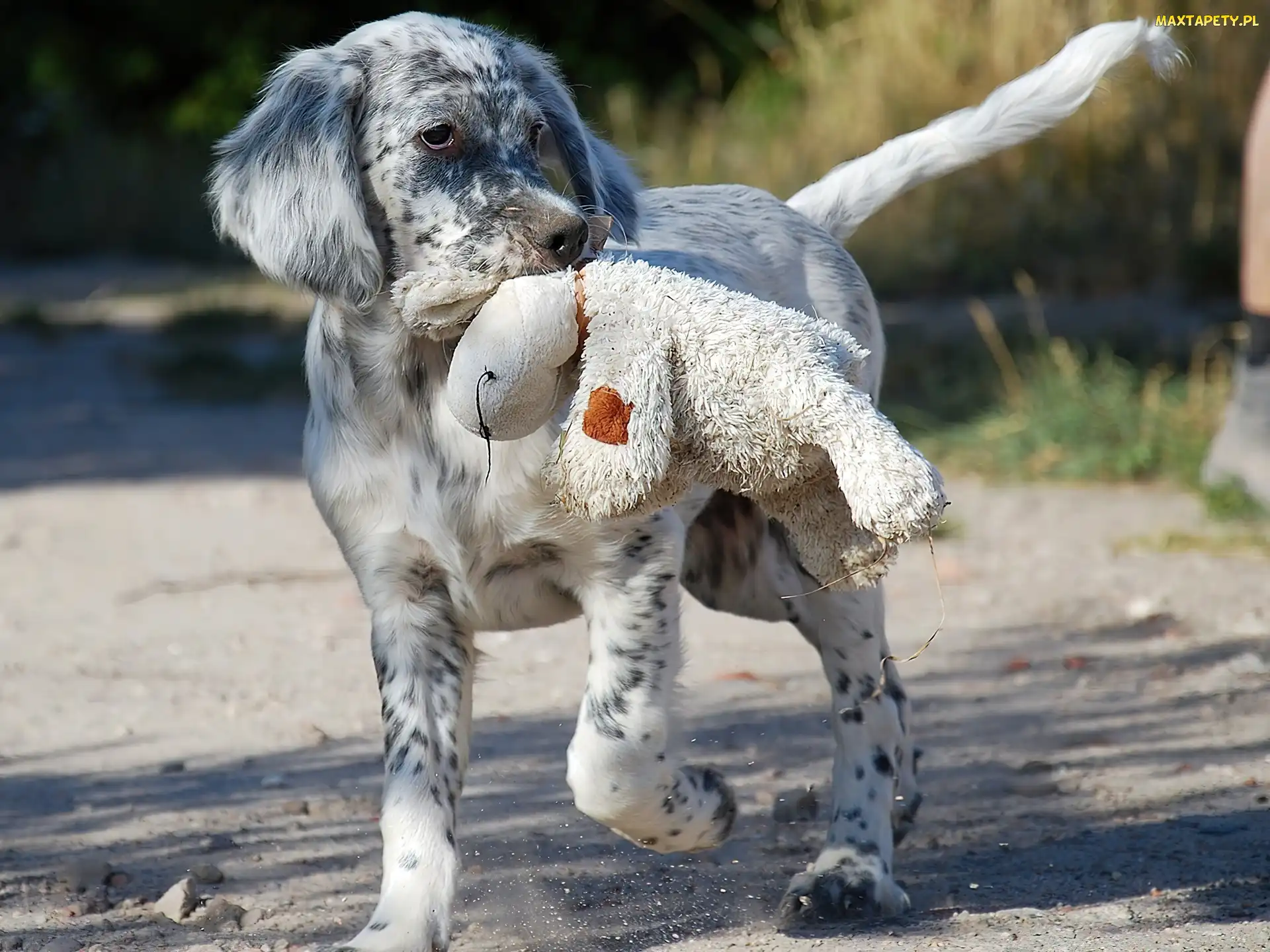 Owczarek australijski, Australian shepherd, Pies