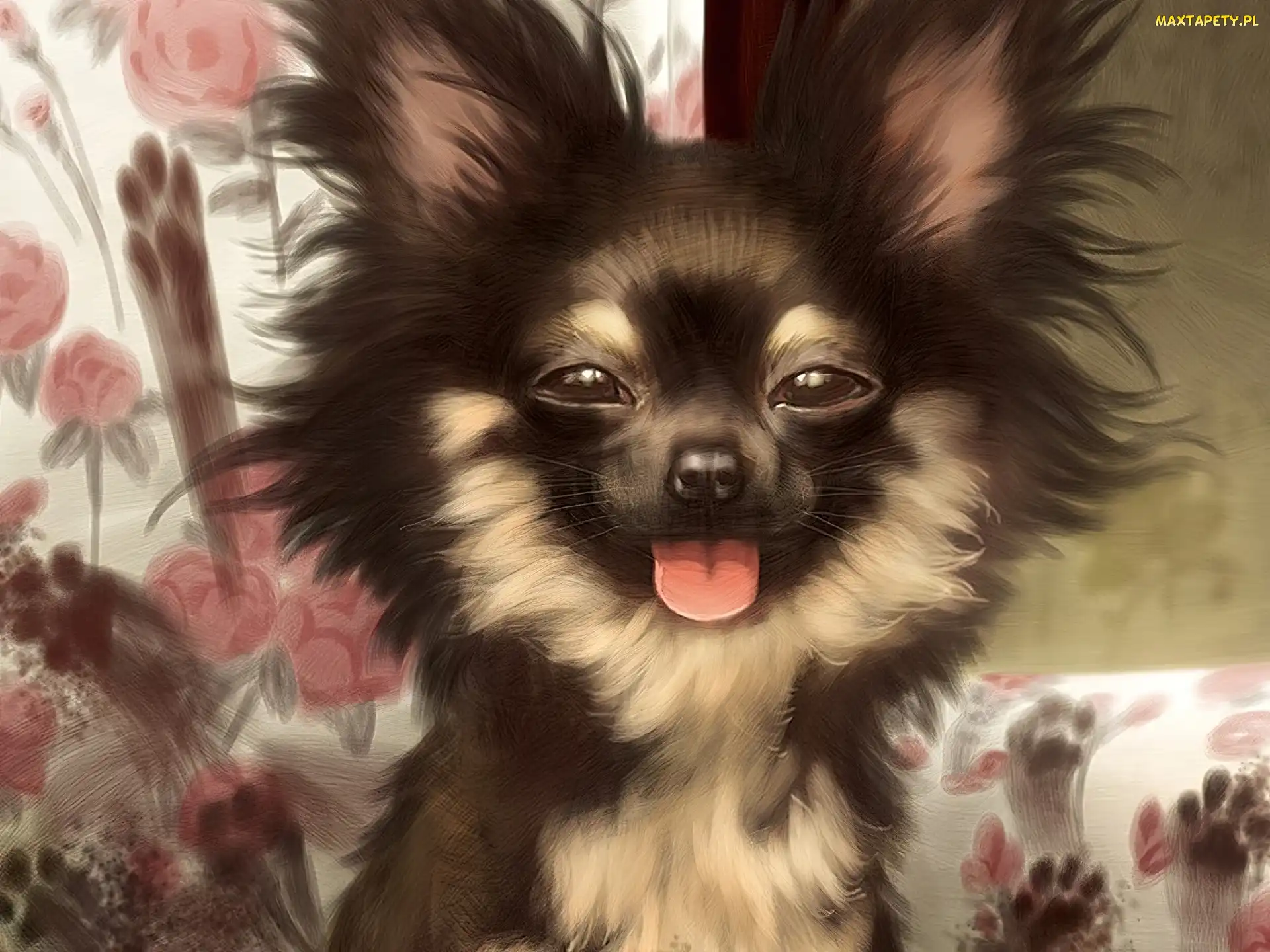 Śmieszny, Chihuahua długowłosa, Pies