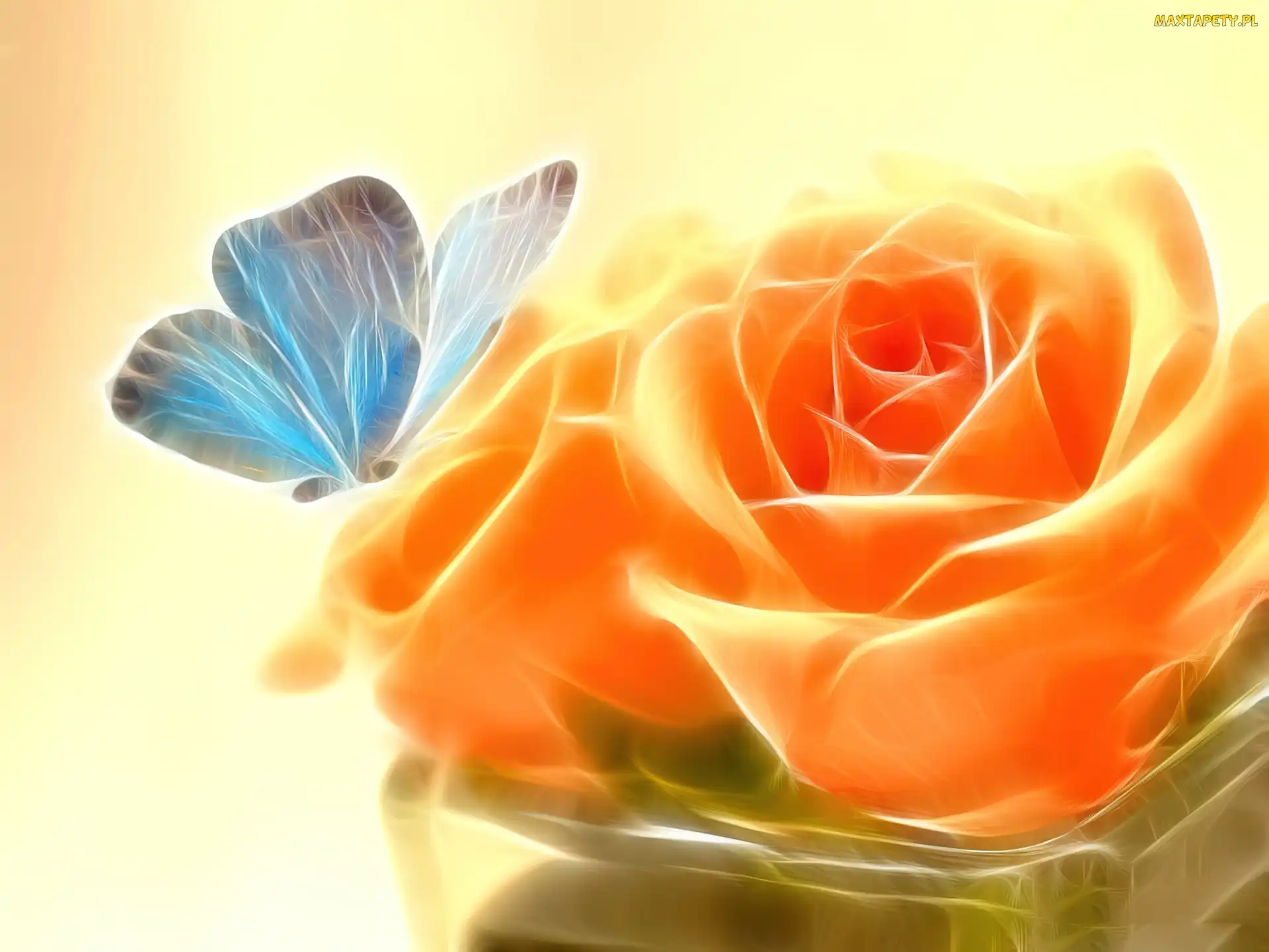 Róża, Motyl, Pomarańczowa