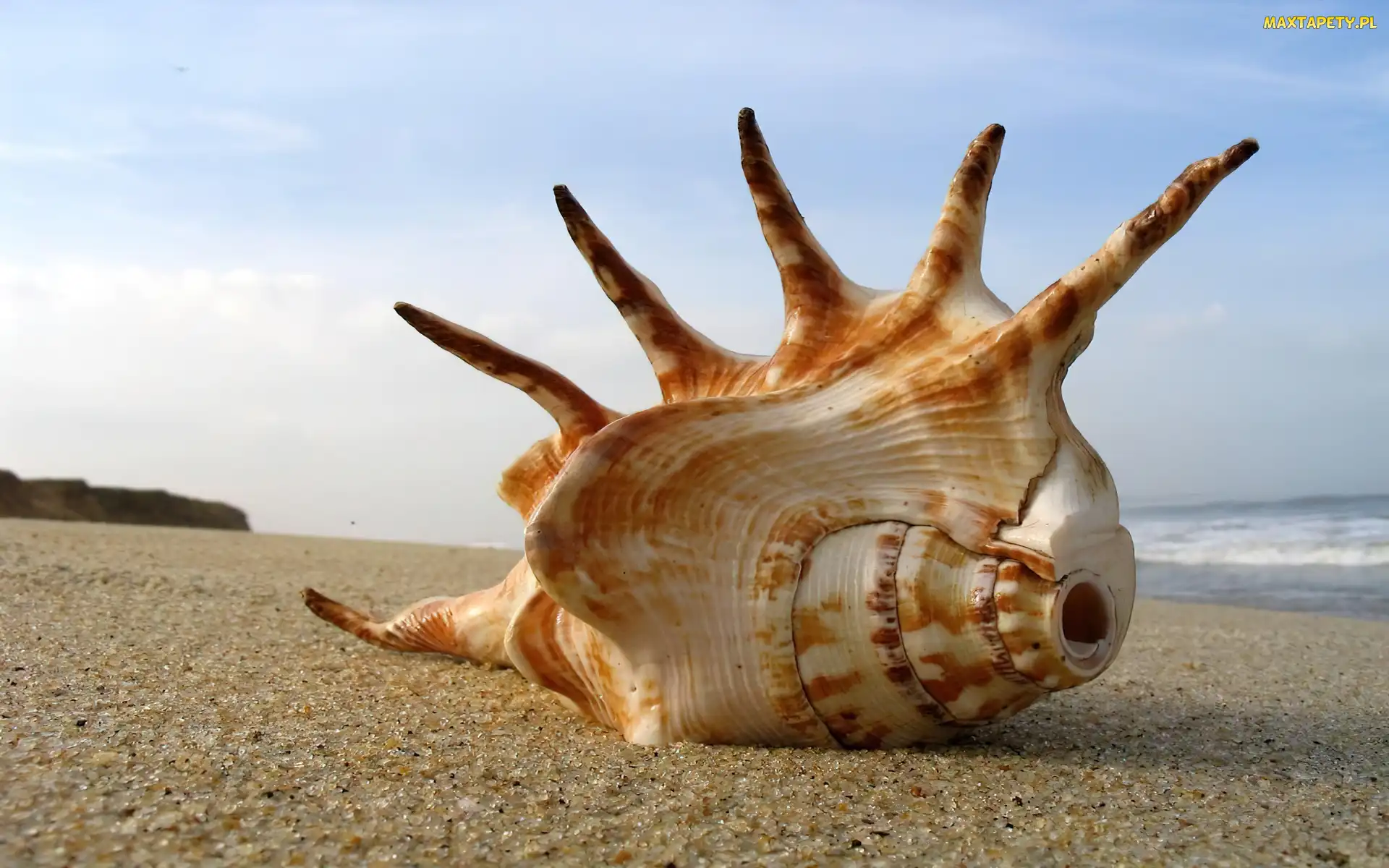 Morze, Plaża, Rogata, Muszla