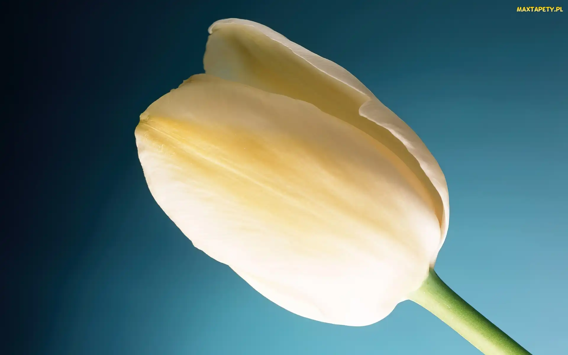 Tulipan, Kremowy