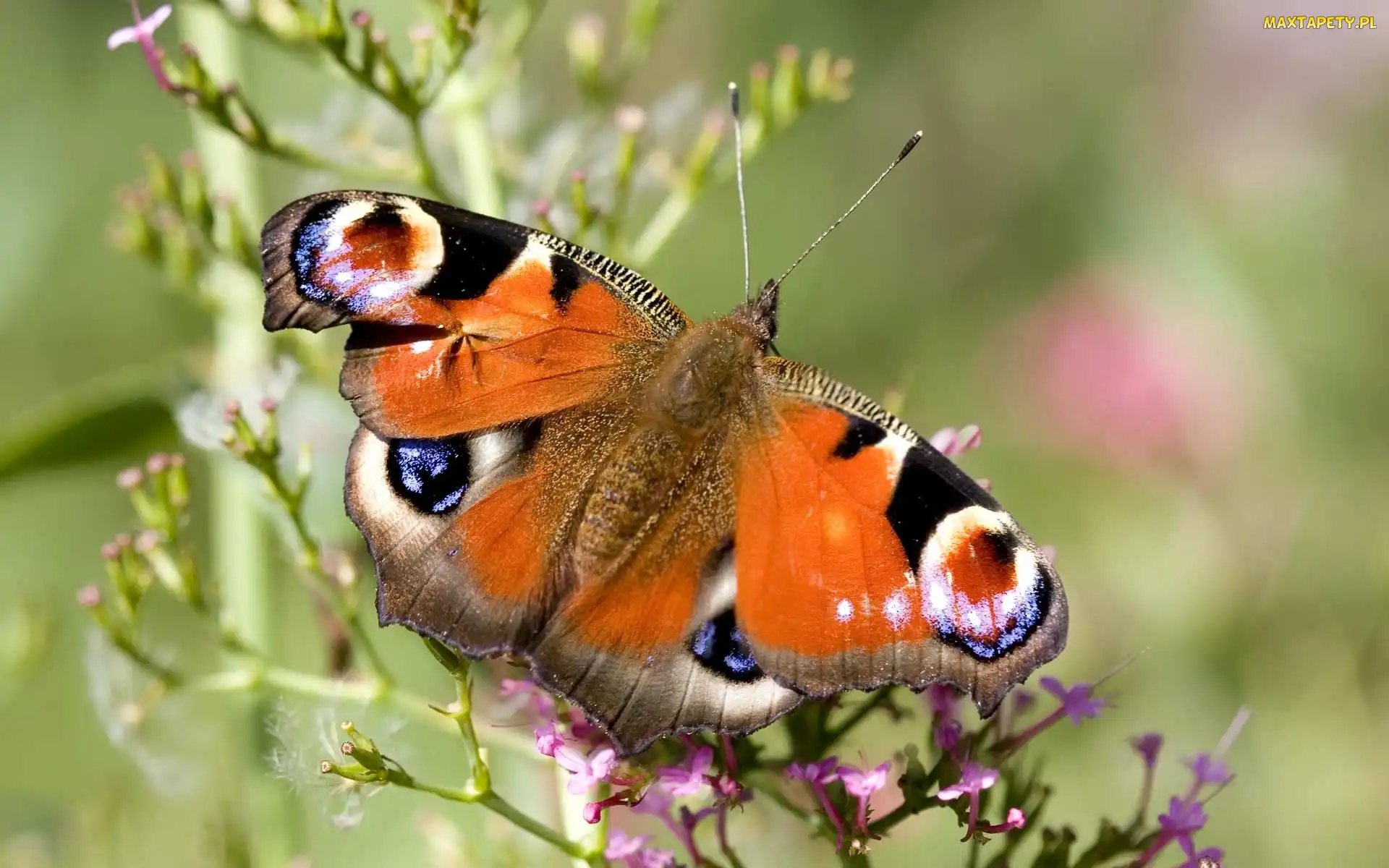 Pawik, Rusałka, Pomarańczowy, Motyl