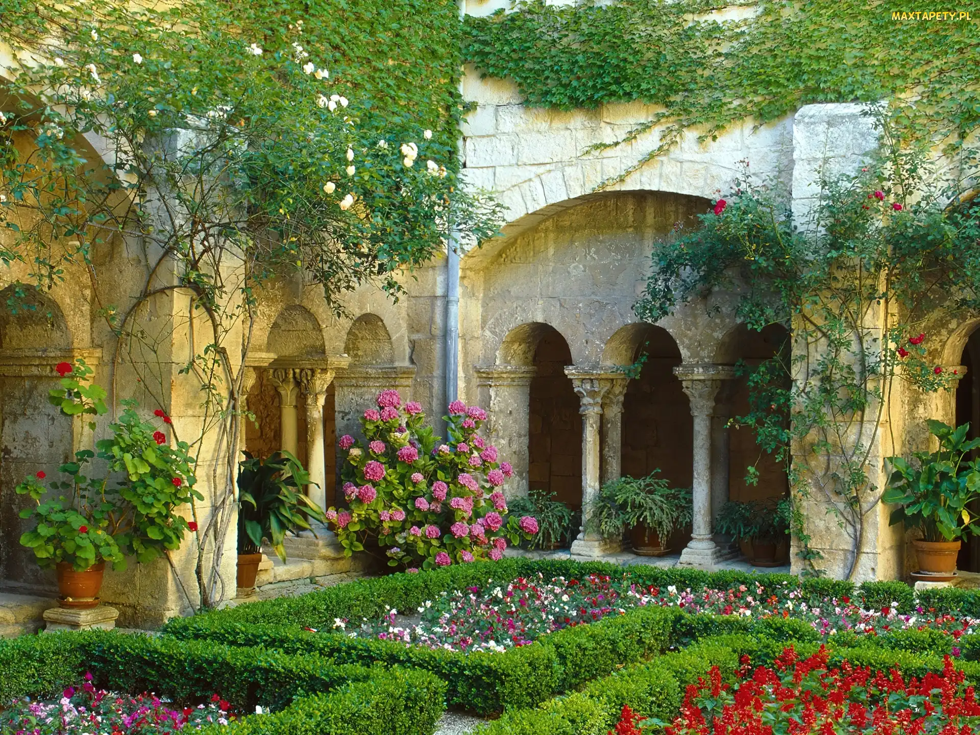 Francja, Kwiatki, Kolorowe, Ogród, Cloister
