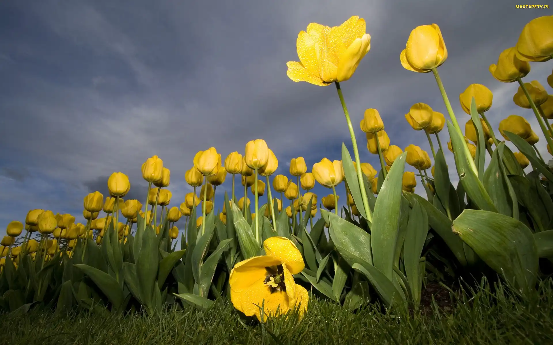 Tulipany, Plantacja, Żółte