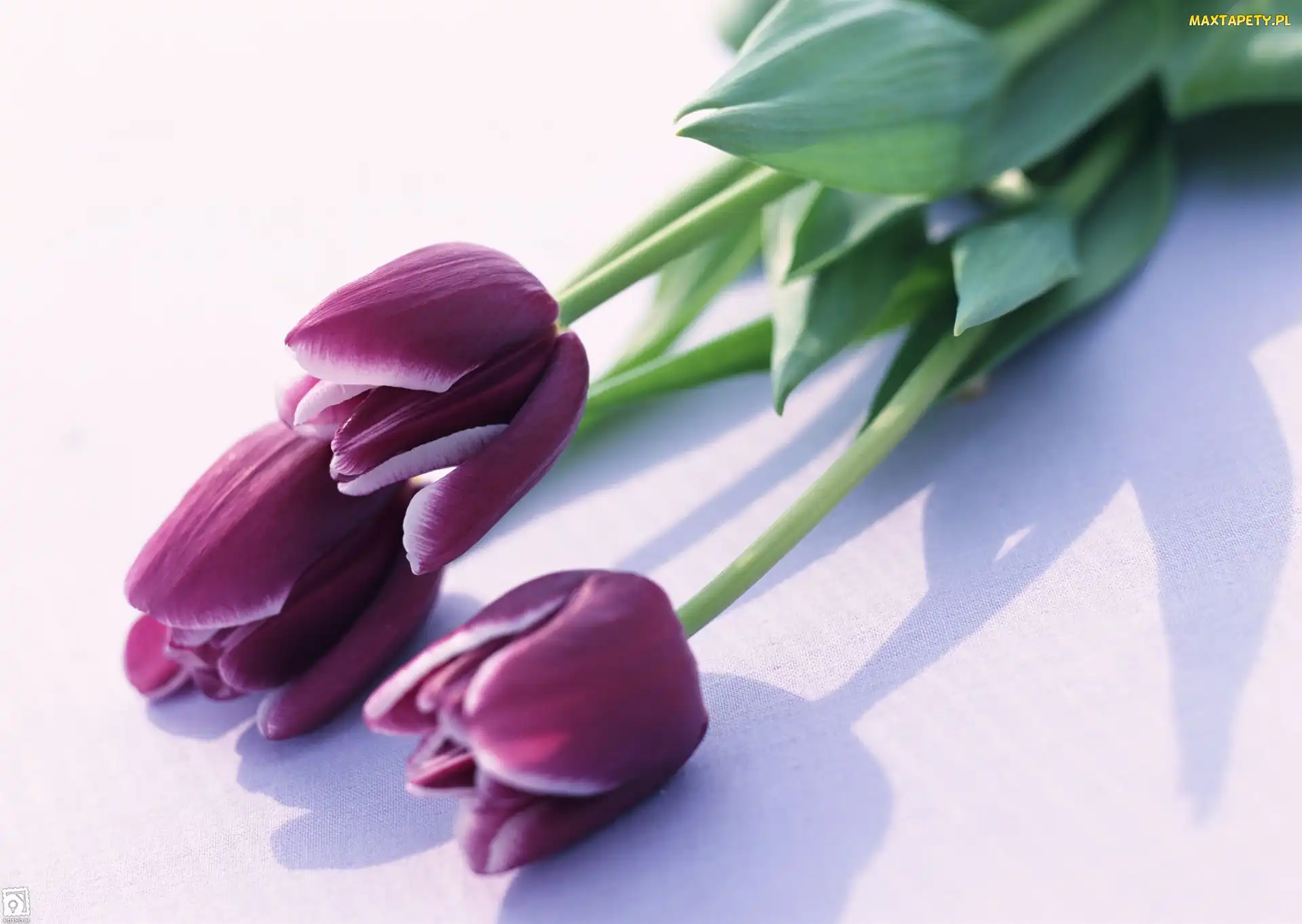 Fioletowe, Tulipany, Trzy
