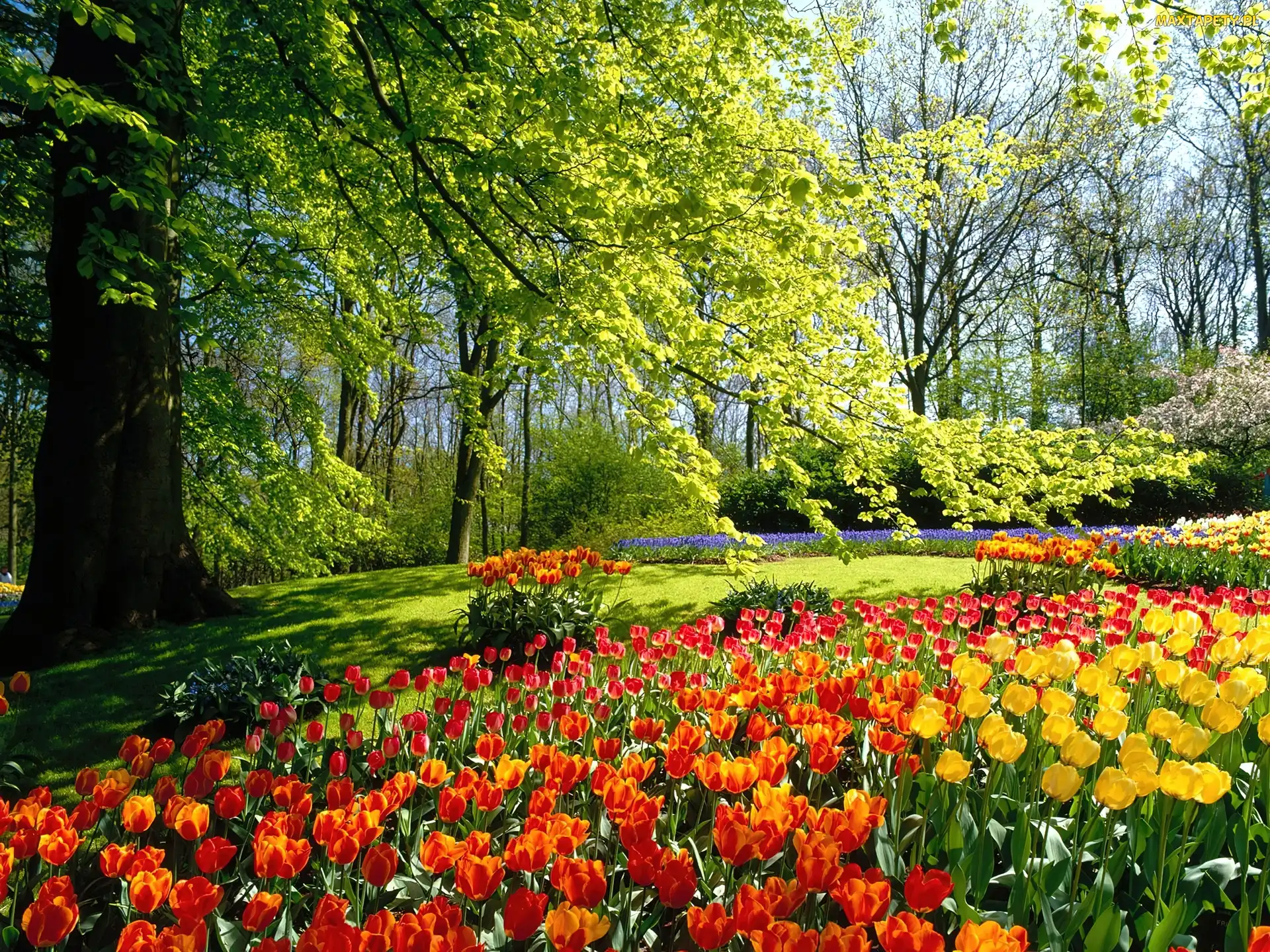 Tulipany, Drzewa, Holandia, Park