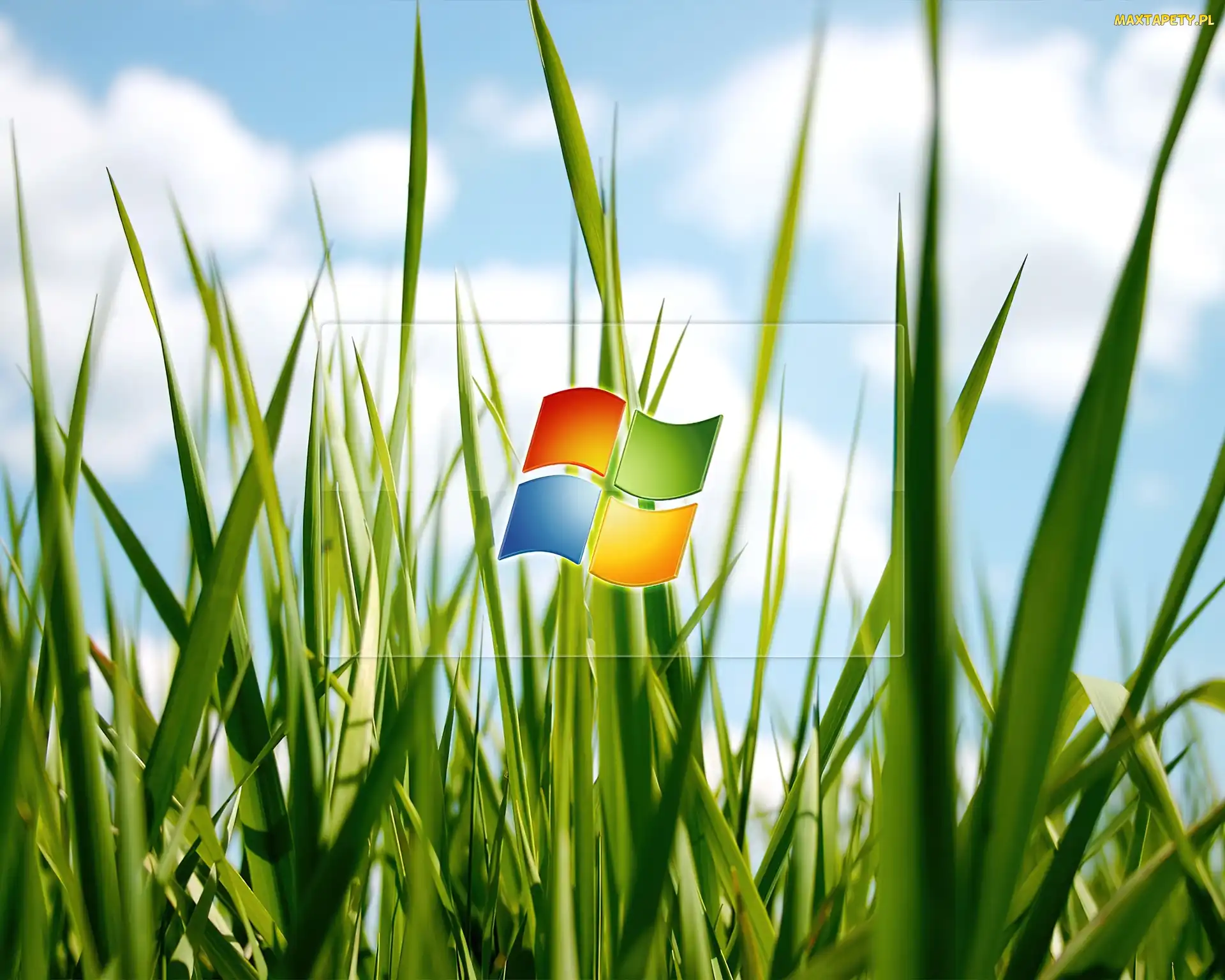 Windows, Trawa, Logo