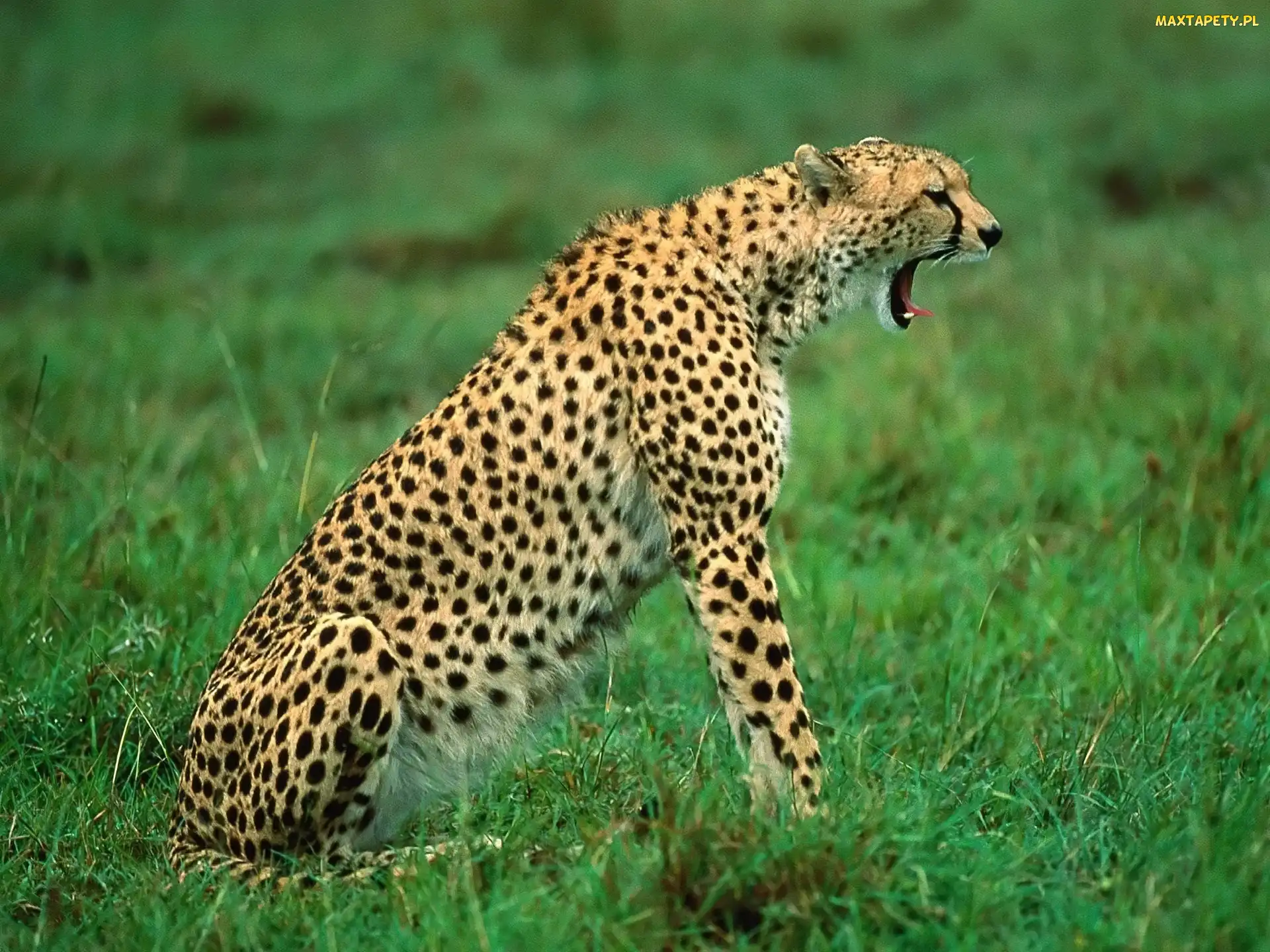 Ziewający, Gepard