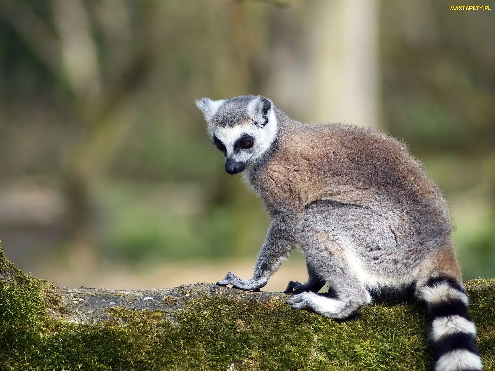 Pasiasta, Kita, Lemur