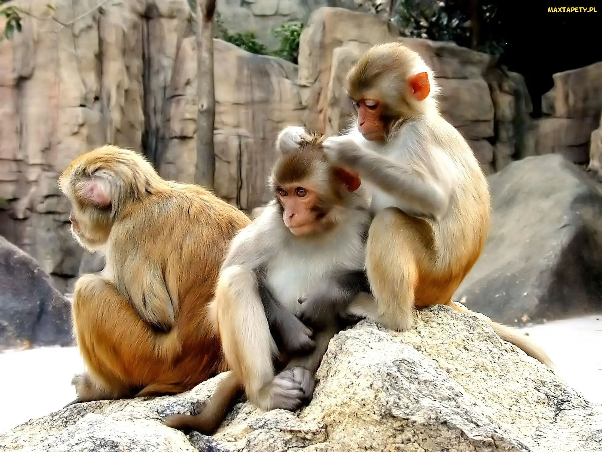 Zoologiczny, Ogród, Trzy, Małpki