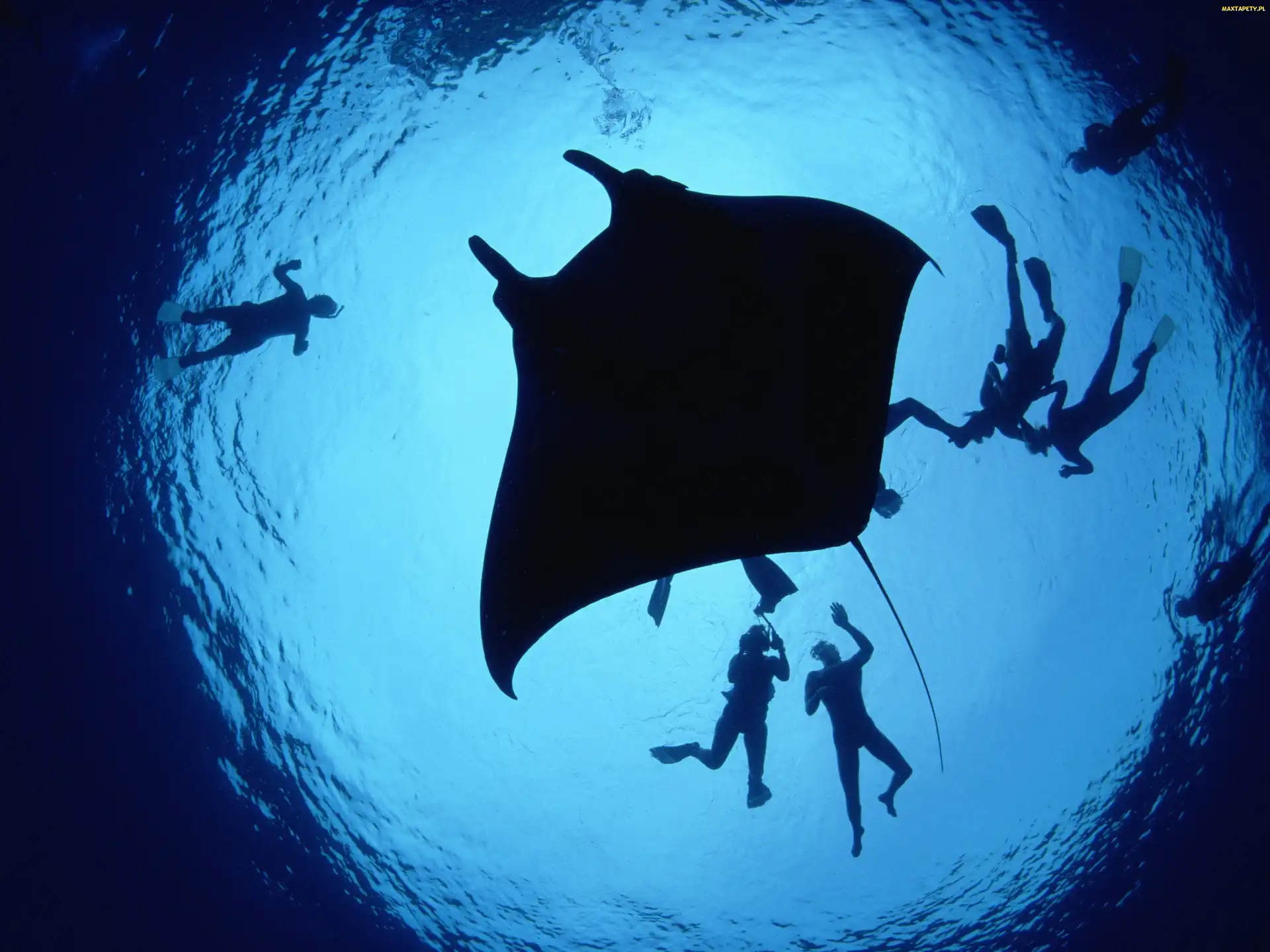 Manta, Gigantyczna