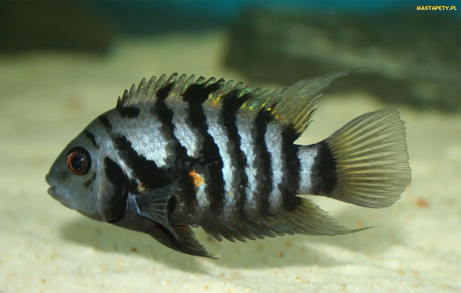 Pielęgnica, Zebra