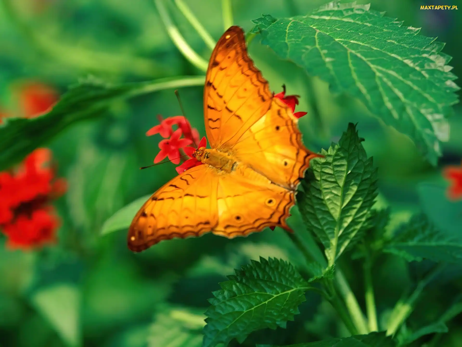 Pomarańczowy, Pokrzywy, Motyl