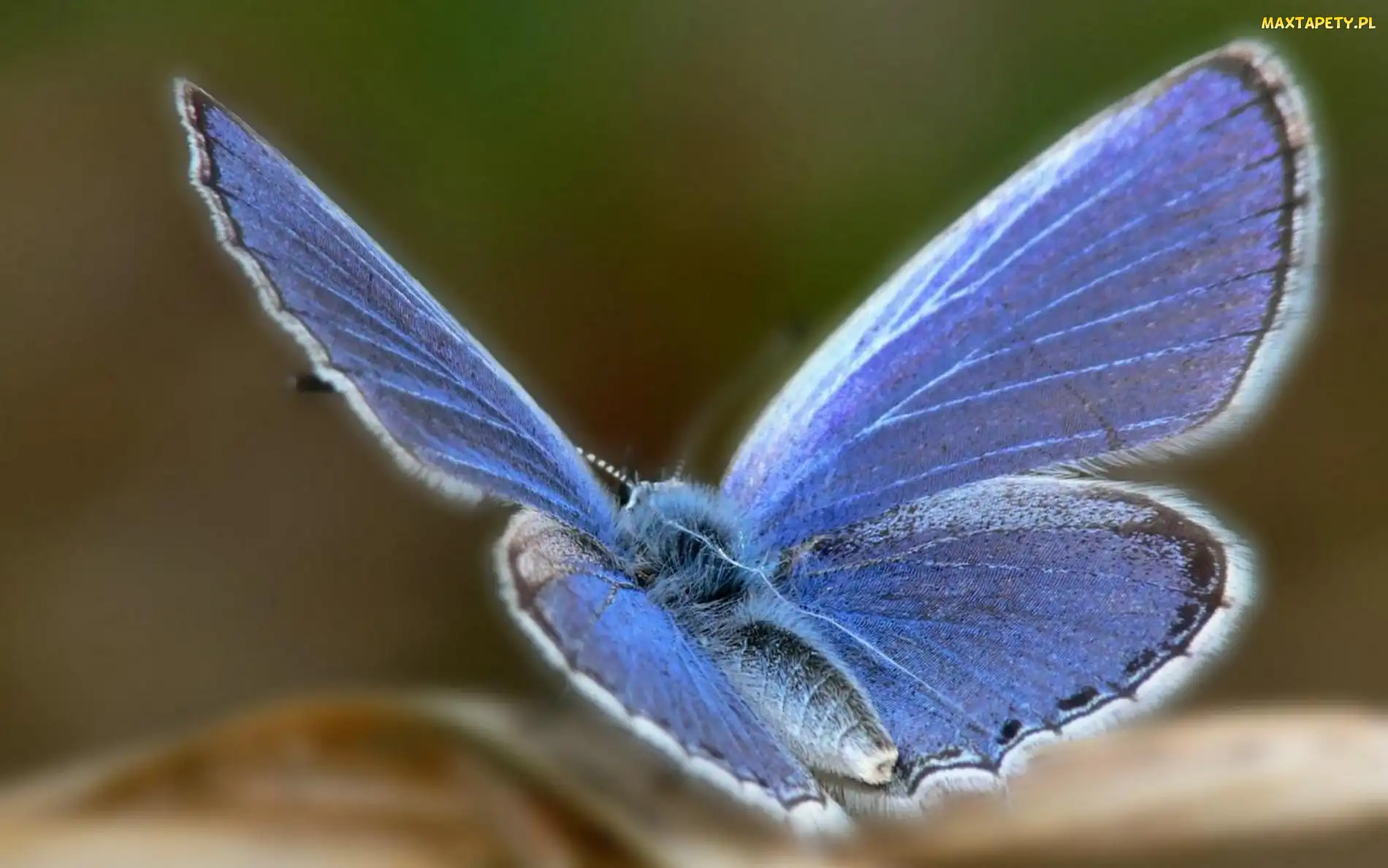 Motyl, Pyłek, Skrzydła, Modraszek ikar