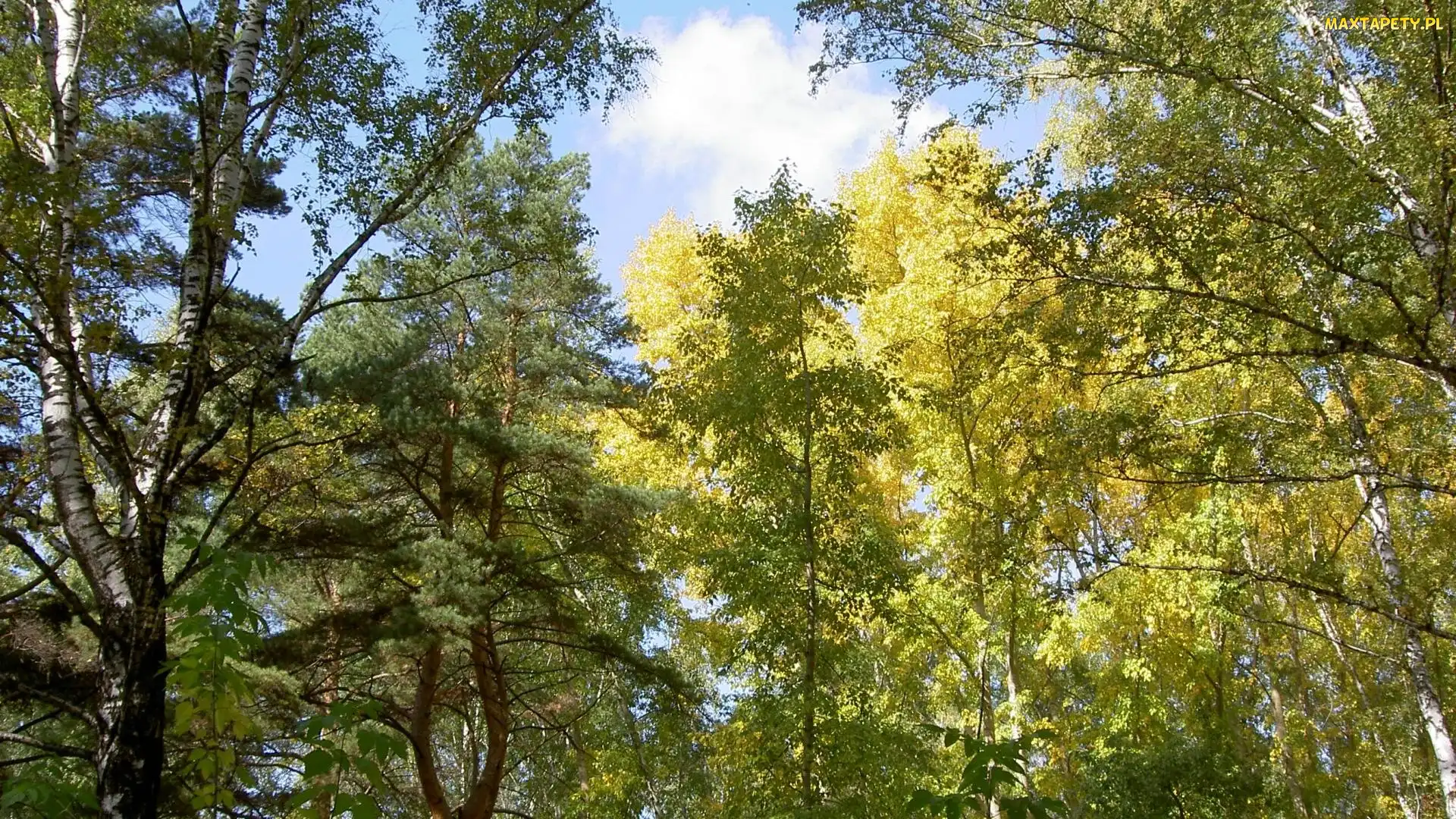 Słońce, Przebijające, Wierzchołki, Drzew