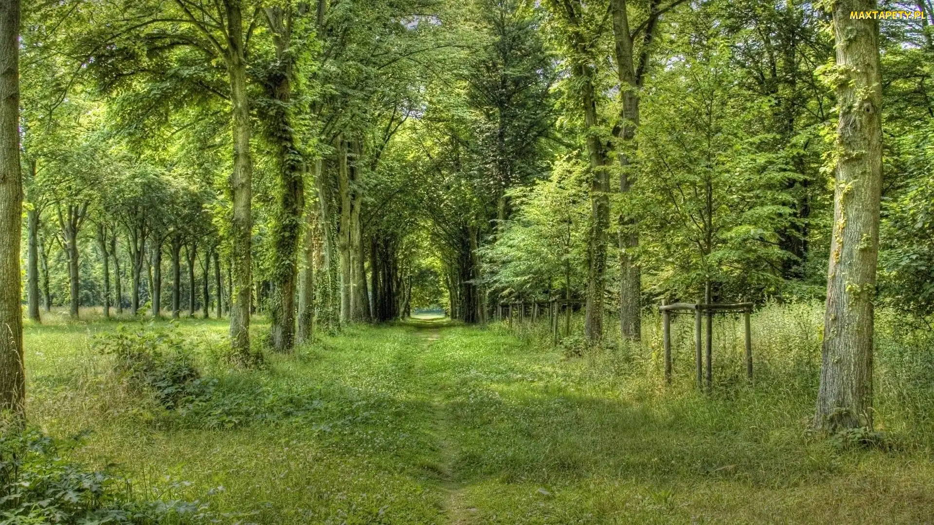 Las, Dróżka, Zarośnięta, Drzewa