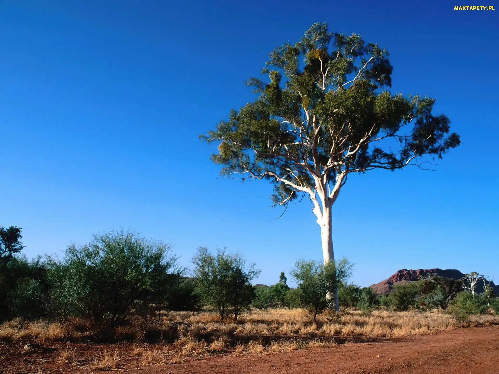 Australia, Pustynny, Drzewo, Krajobraz