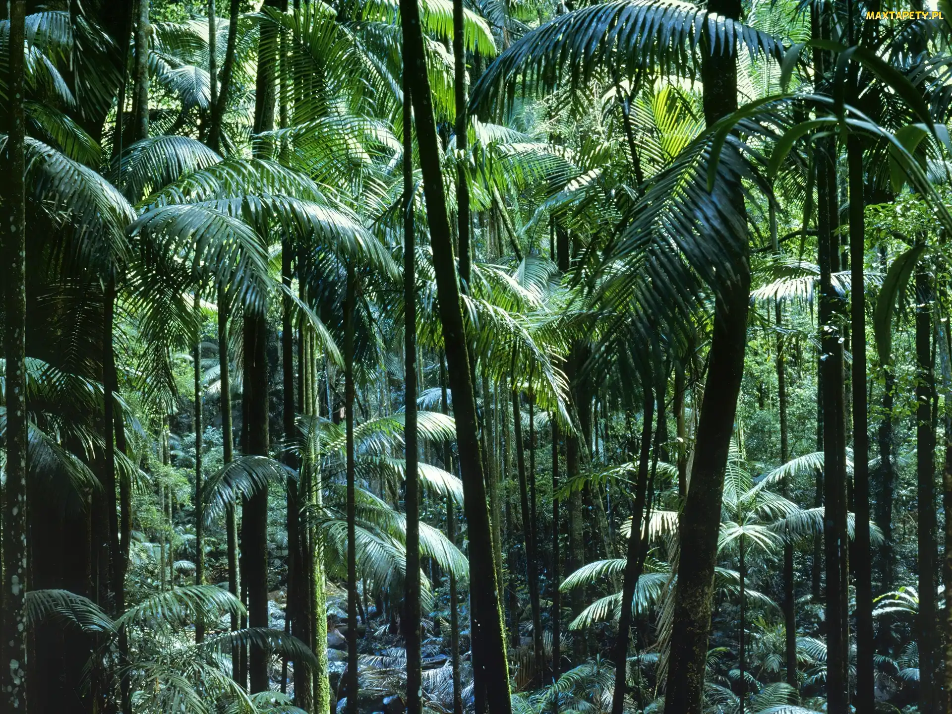 Tropikalny, Australia, Las