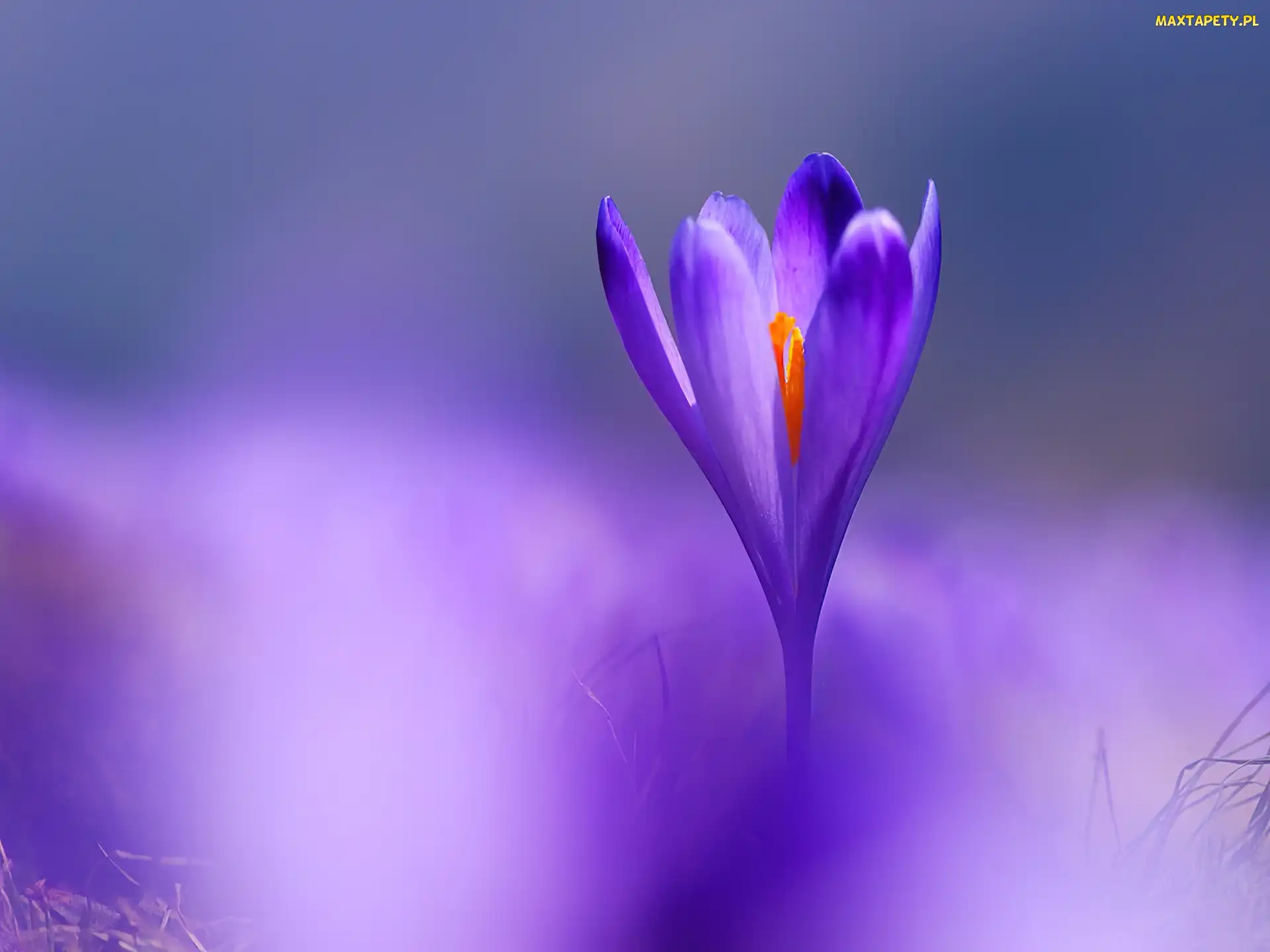 Fioletowy, Krokus, Kwiat