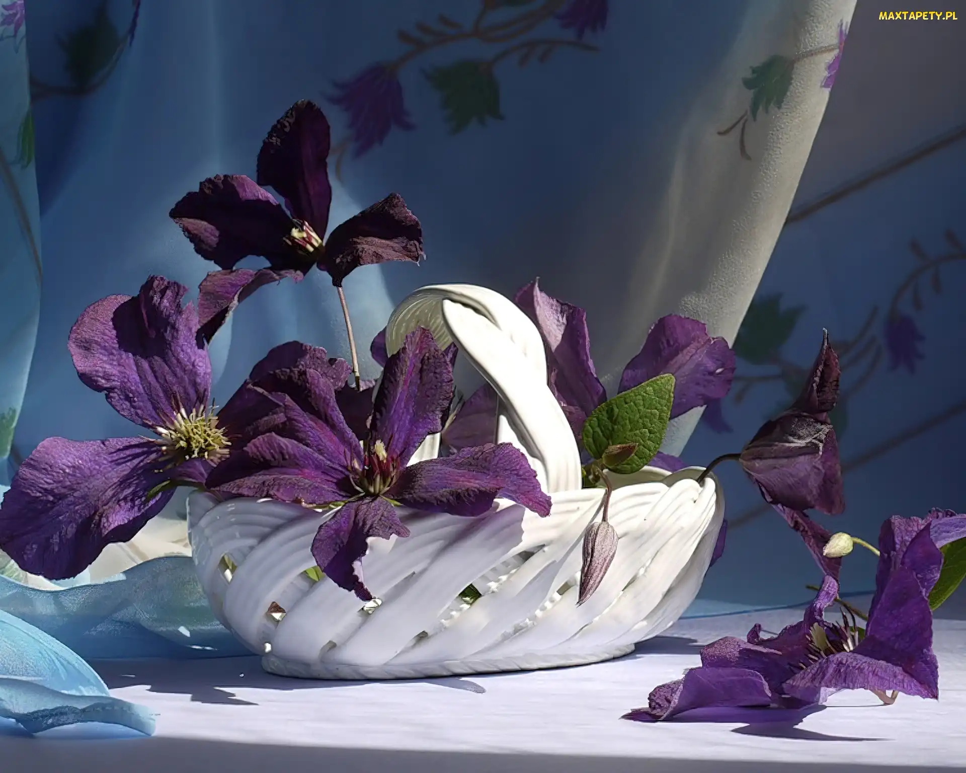 Kwiaty, Koszyk, Biały, Clematis, Fioletowe