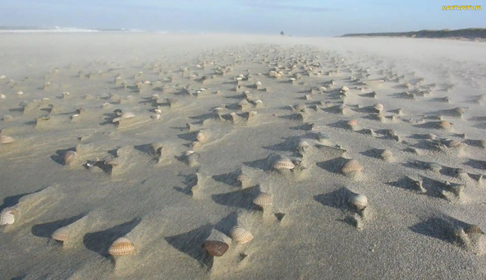 Plaża, Muszelki, Piasek