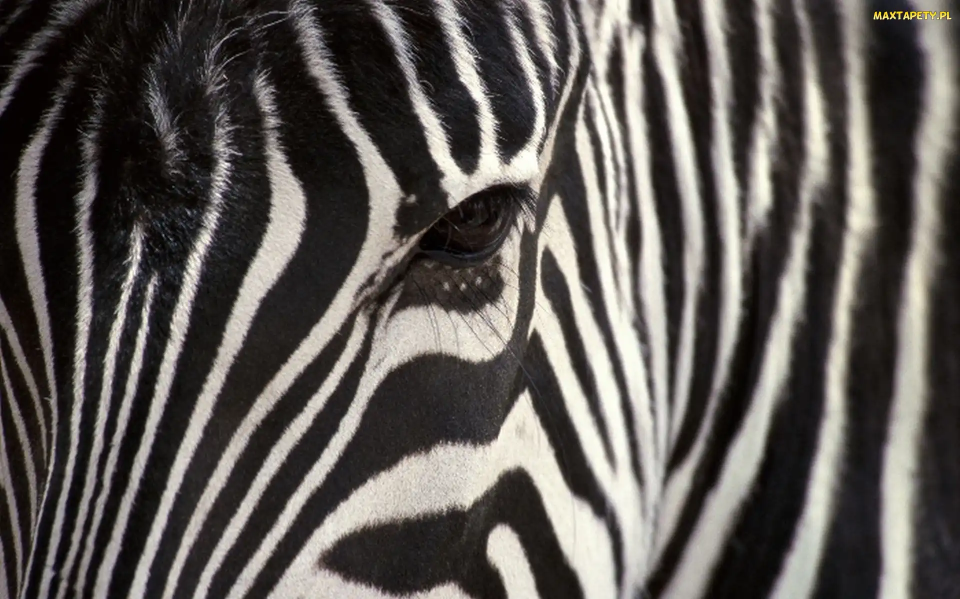 Zebra, Paski, Oko