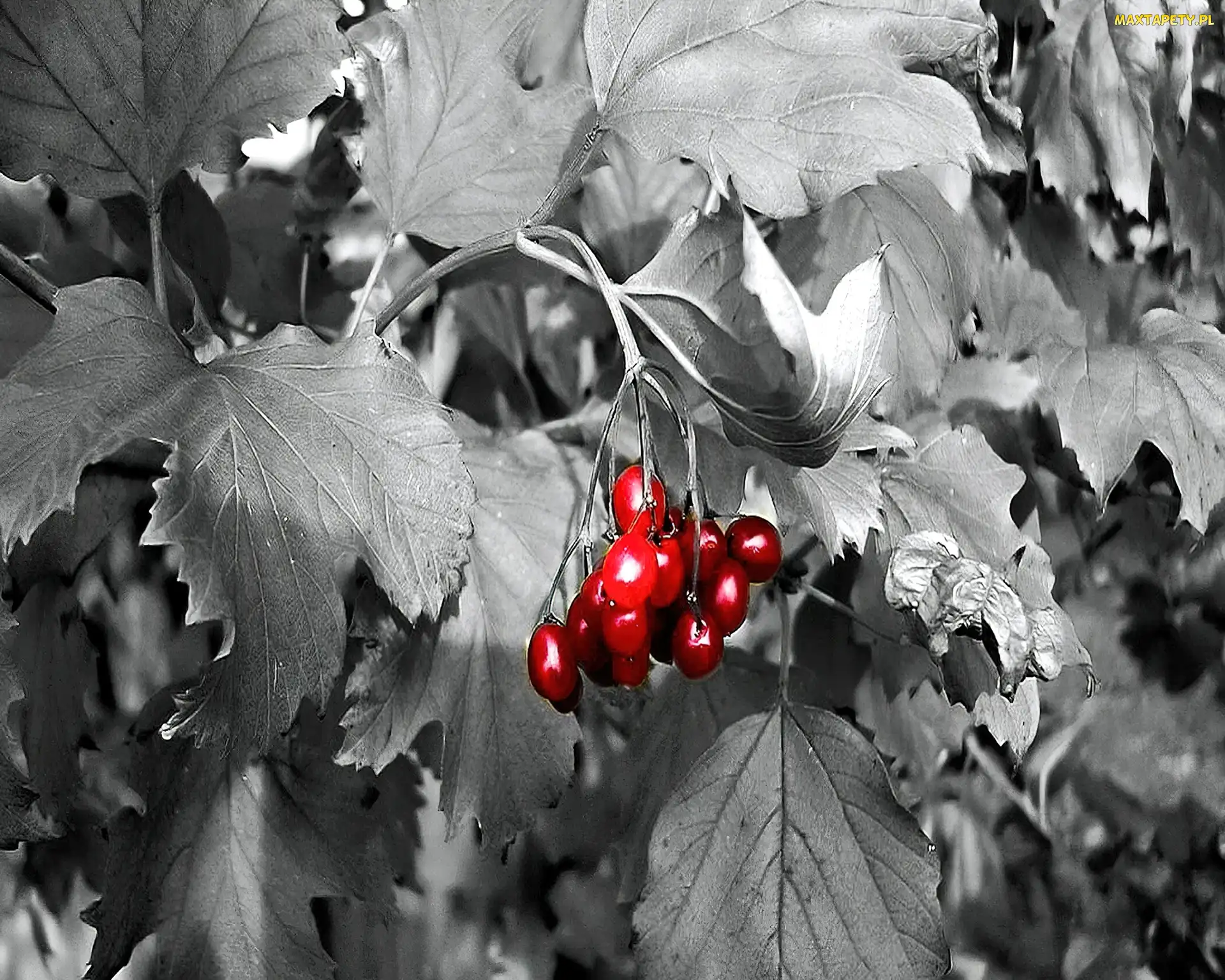 Jarzębina, Czerwona