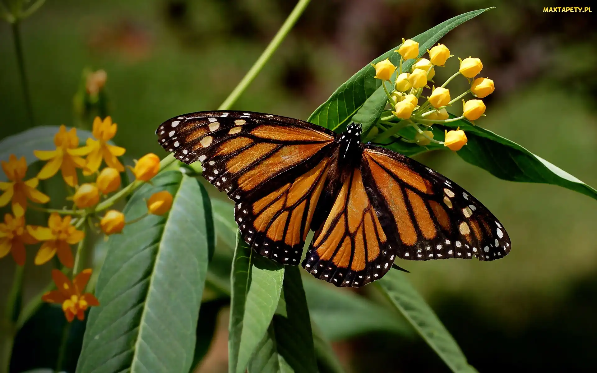 Wędrowny, Danaid, Motyl, Monarcha
