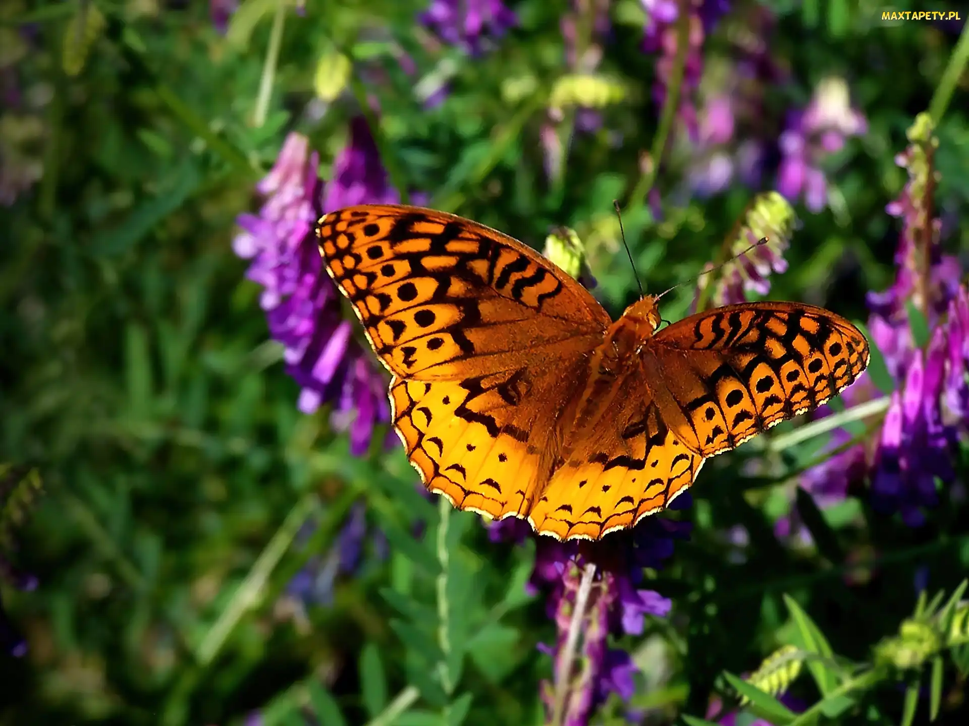 Motyl, Pomarańczowy