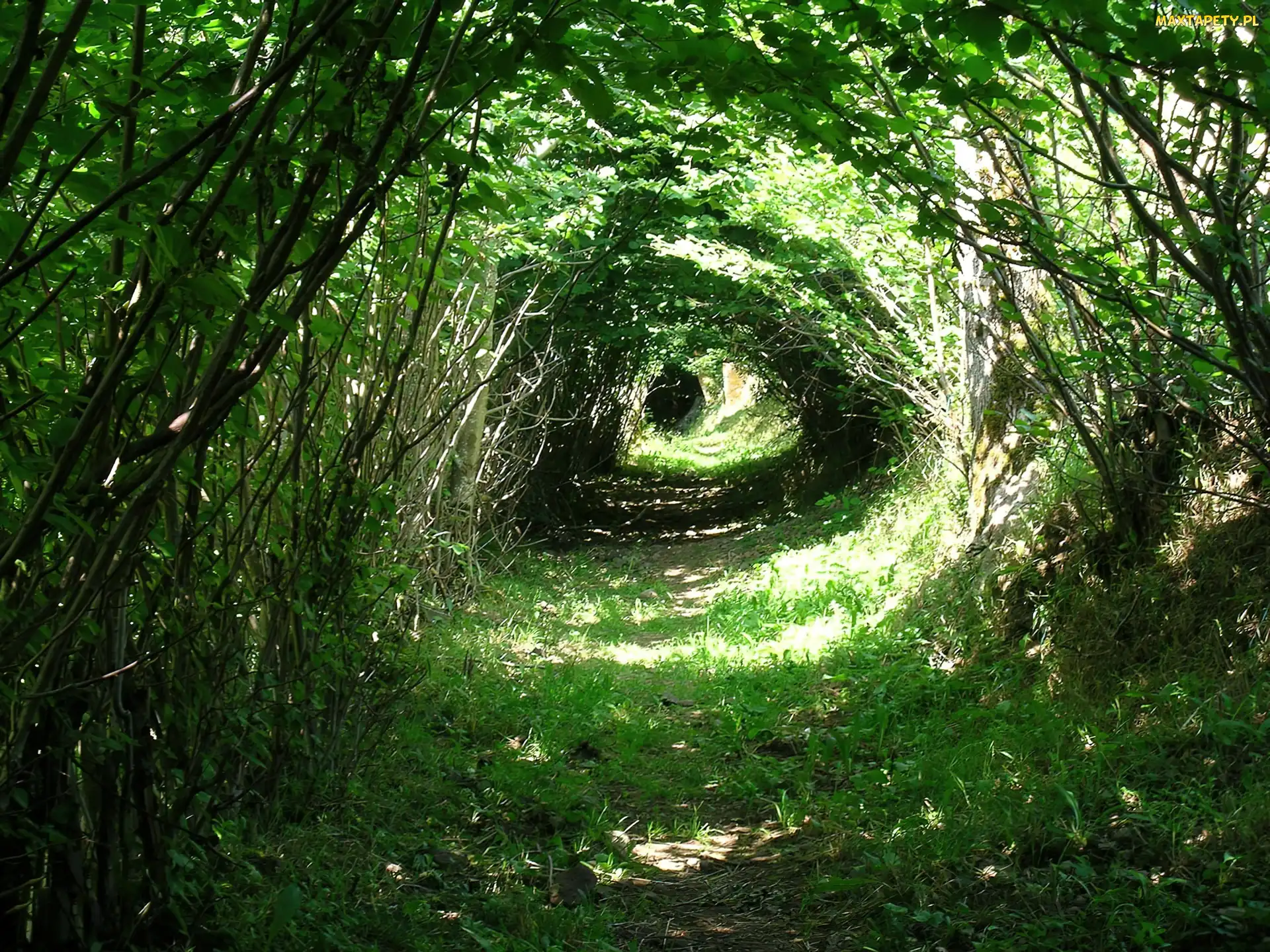 Tunel, Drzewa, Las