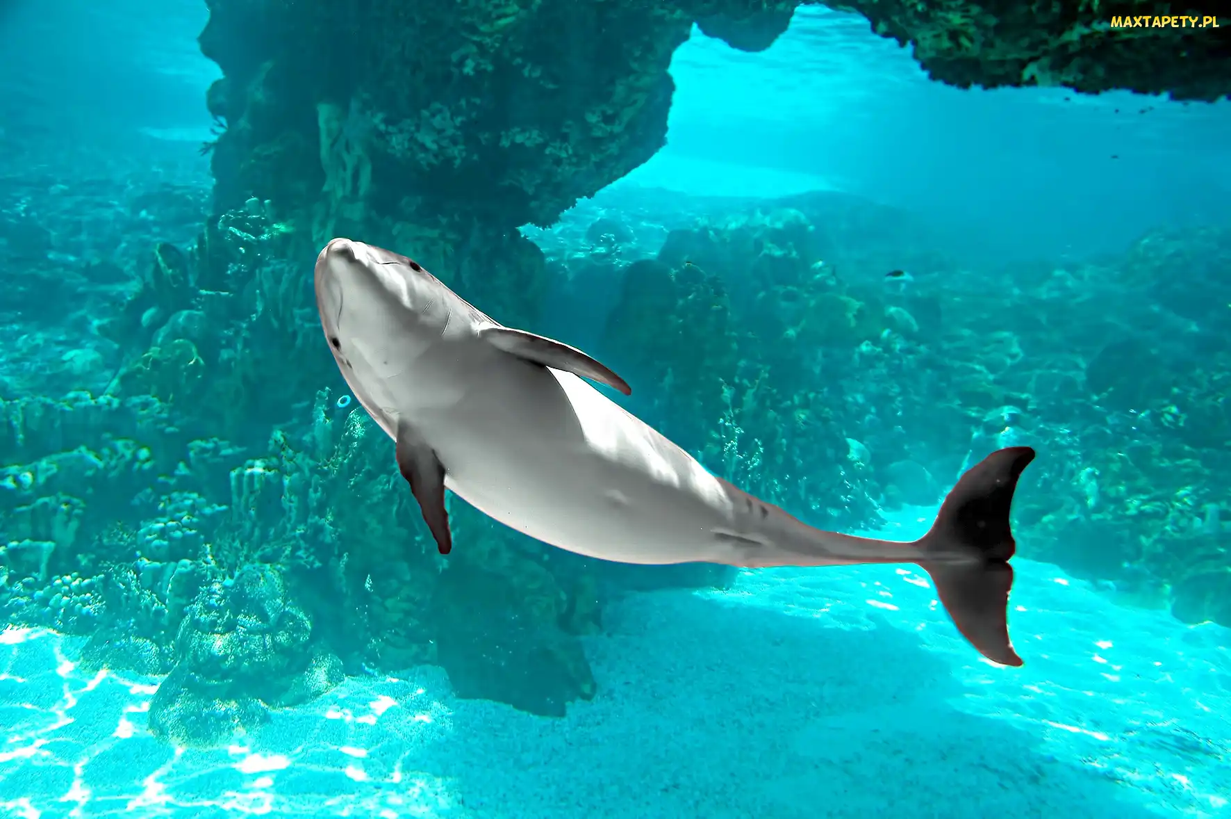 Błękit, Oceanu, Delfin
