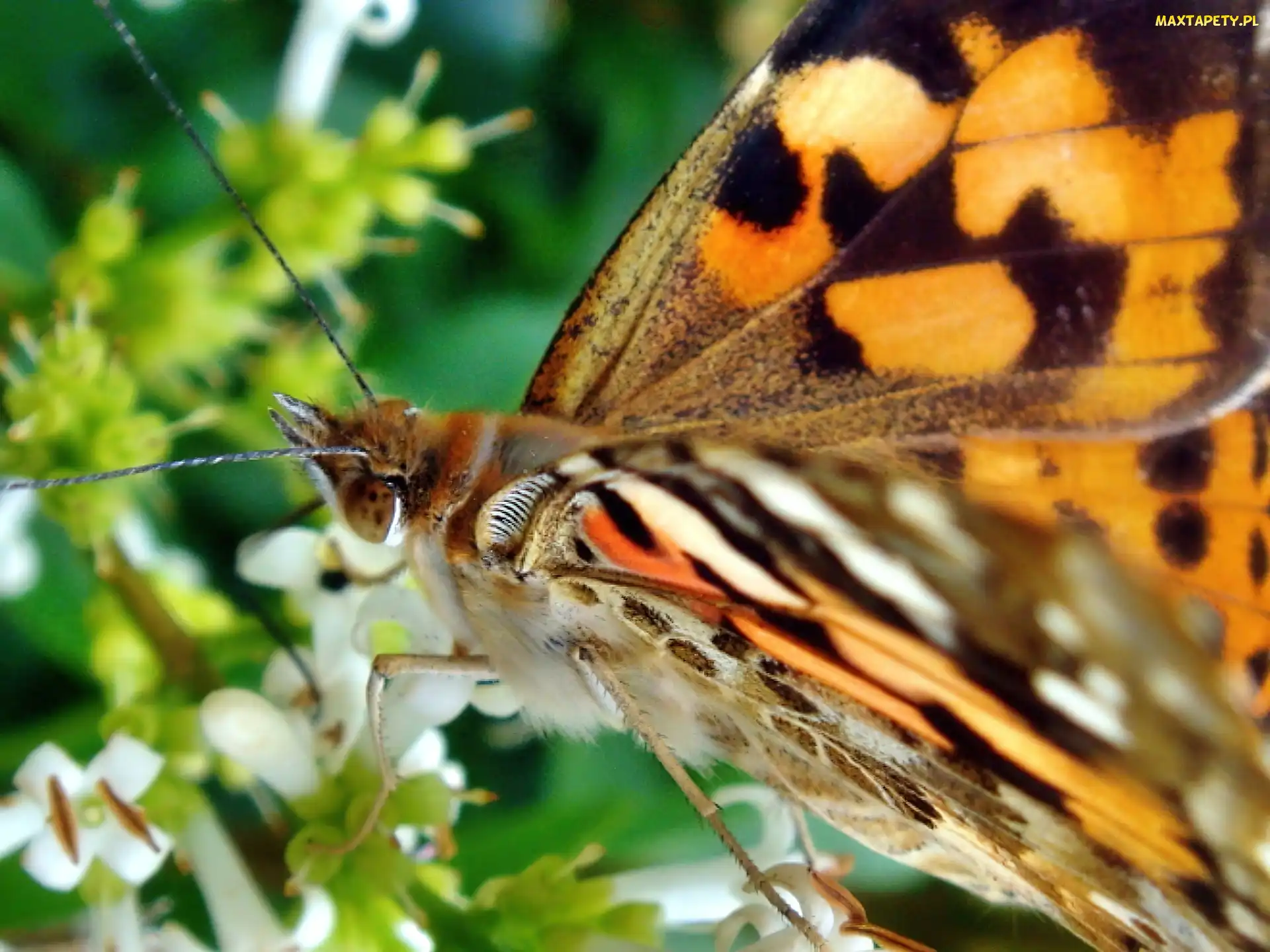 Skrzydełka, Motyl