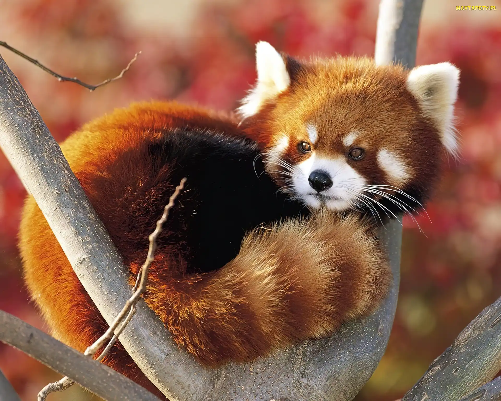 Mała, Pandka ruda, Panda