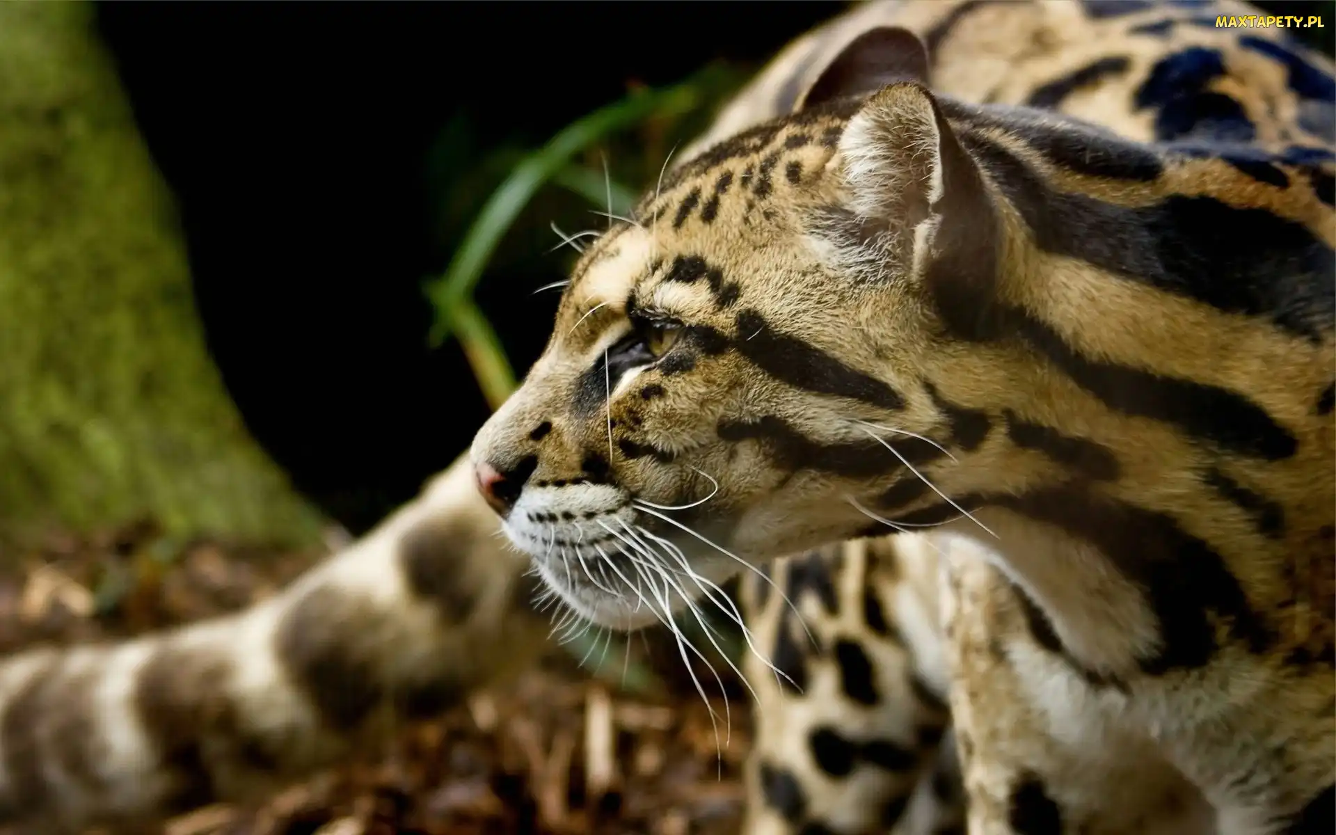 Drapieżny, Ocelot