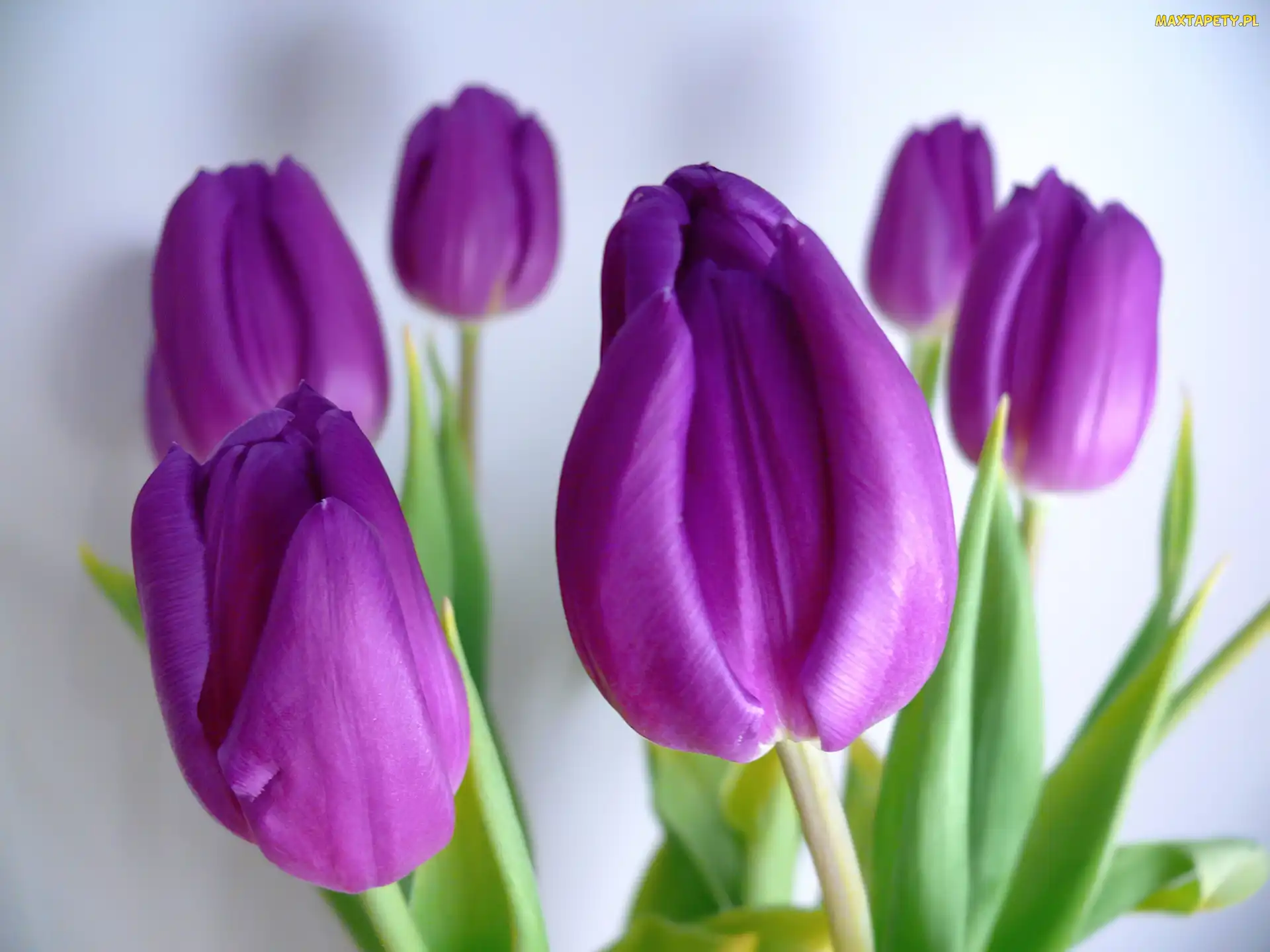 Tulipany, Fioletowe