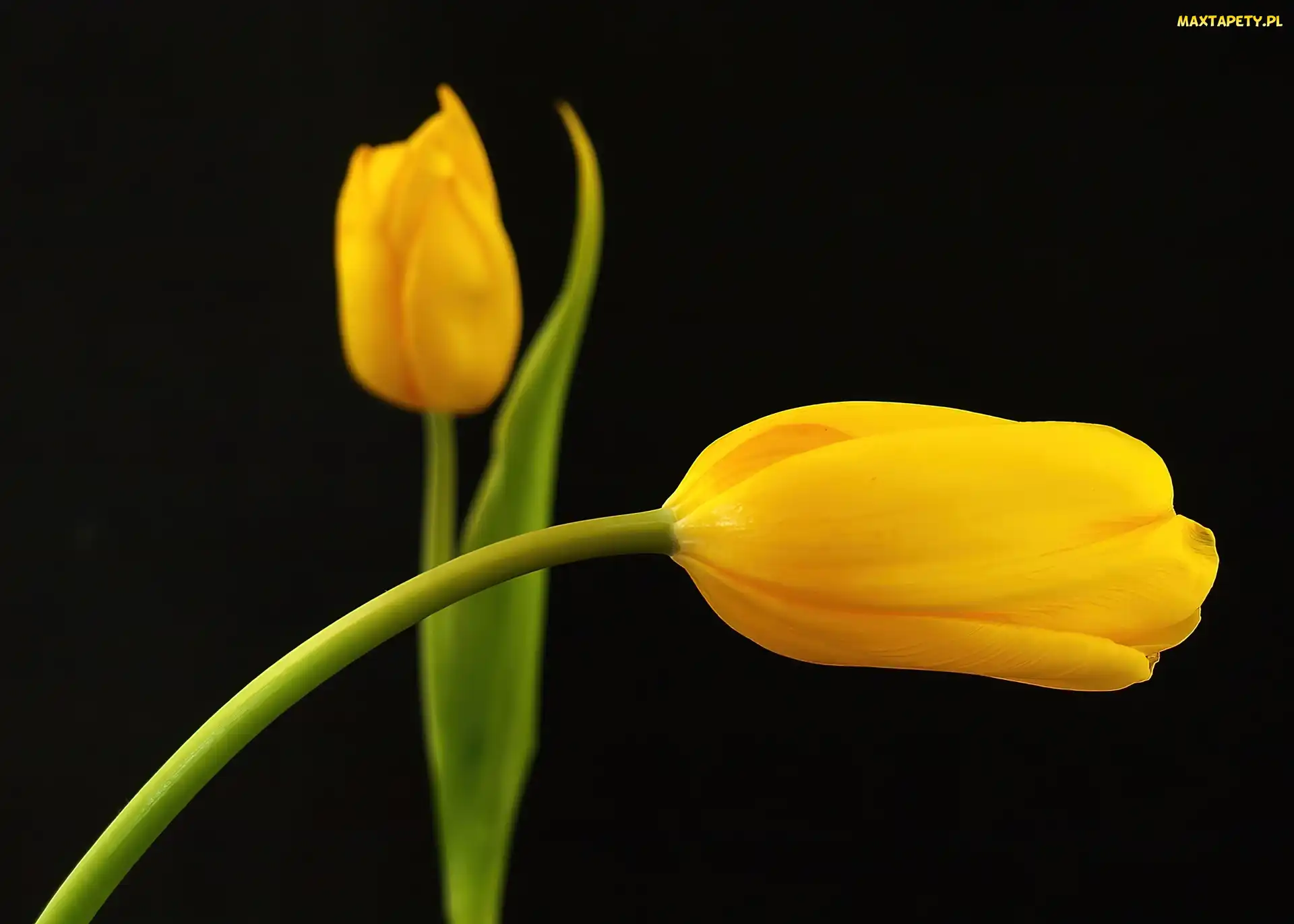 Dwa, Tulipany, Żółte