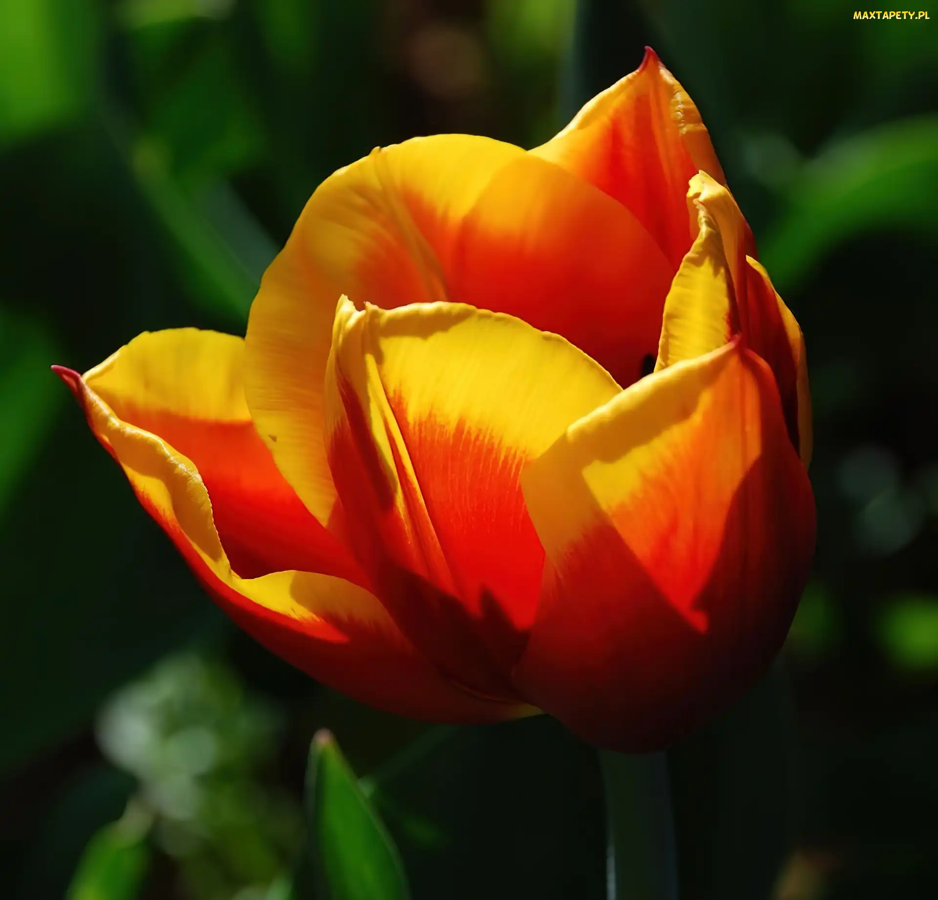 Żółty, Tulipan, Pomarańczowo