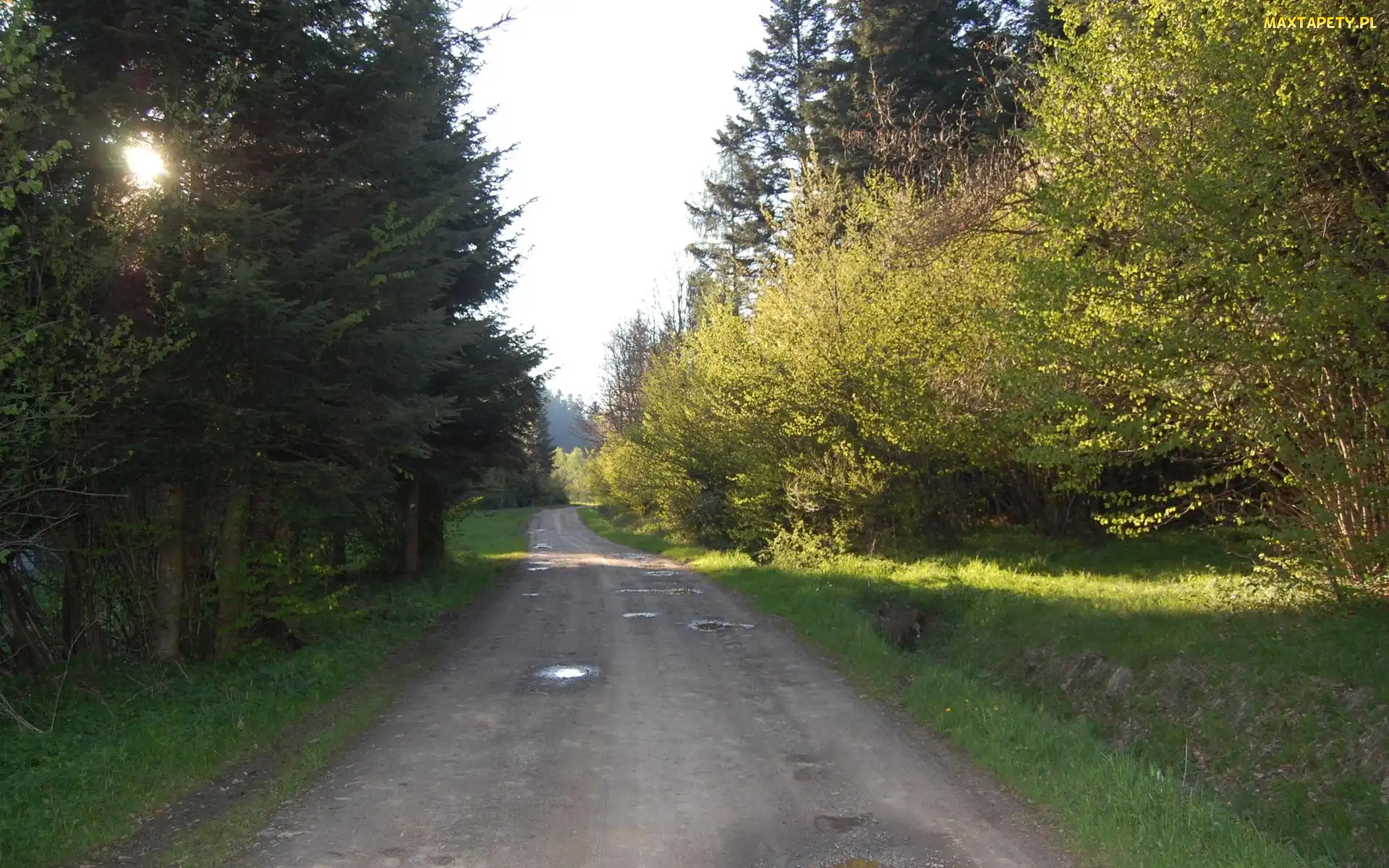 Krzewów, Drzew, Droga, Gęstwina