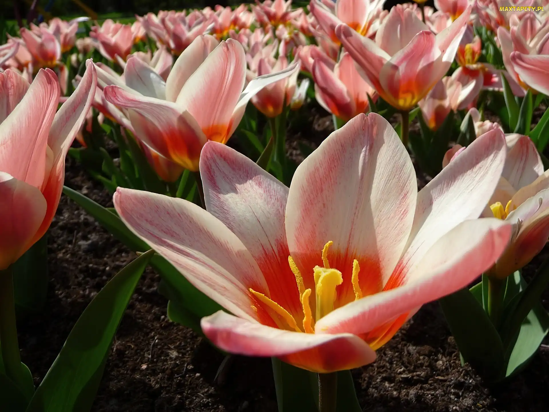 Tulipany, Holenderskie