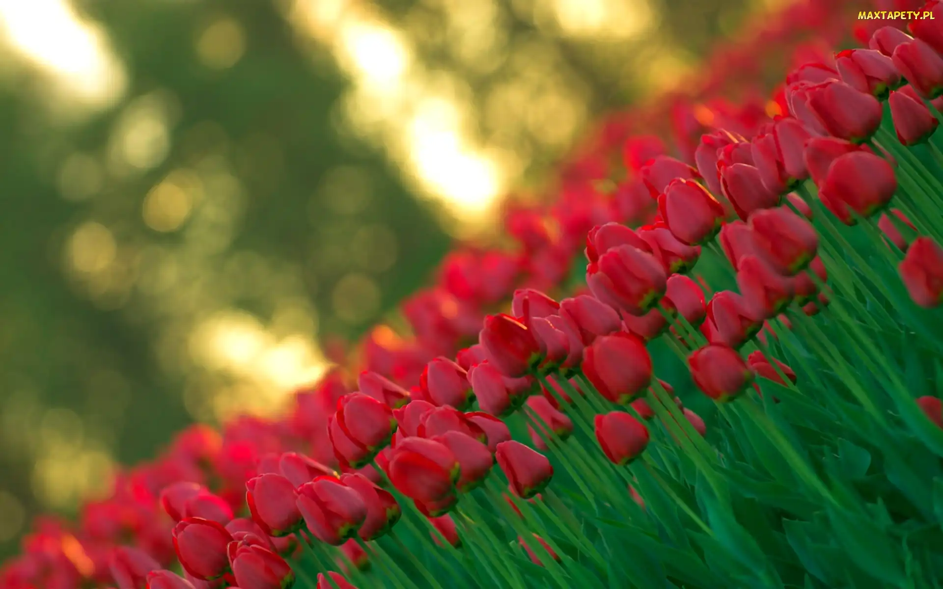 Czerwone, Tulipany