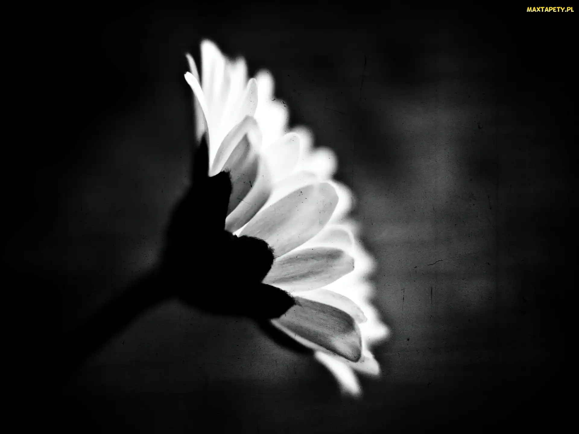 Tło, Czarne, Biała, Gerbera