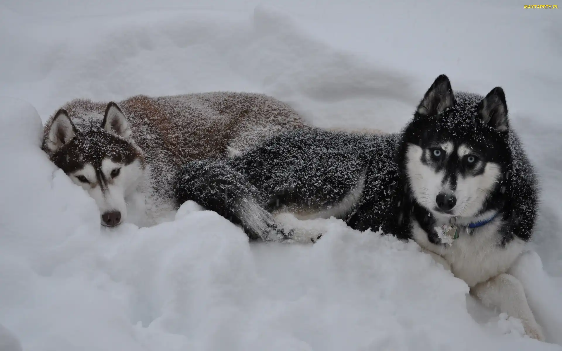 Siberian Husky, Zima, Śnieg, Psy