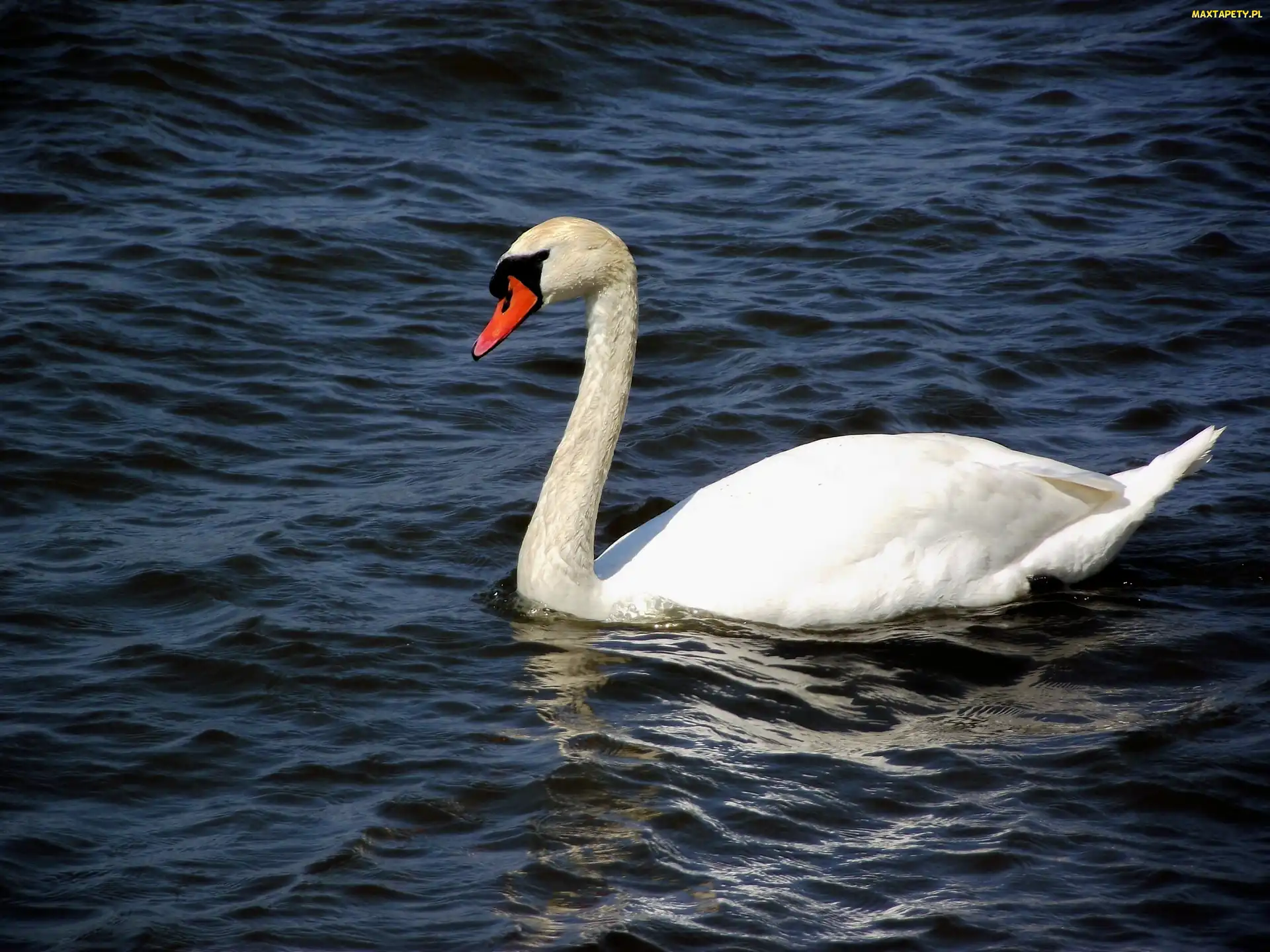 Łabędź, Niemy